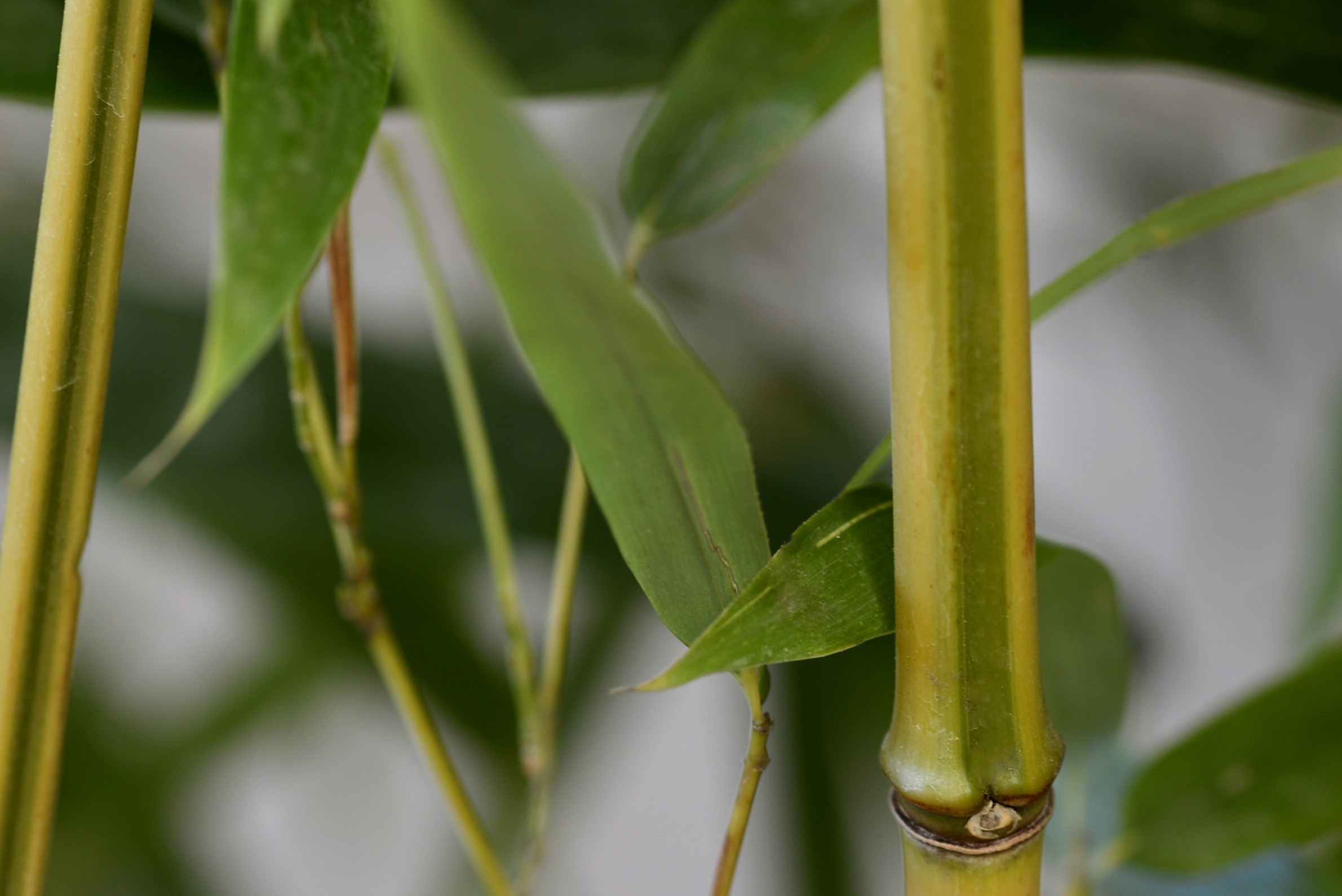 Phyllostachys aureosulcata "Spectabilis" 15L 6-8 250/300