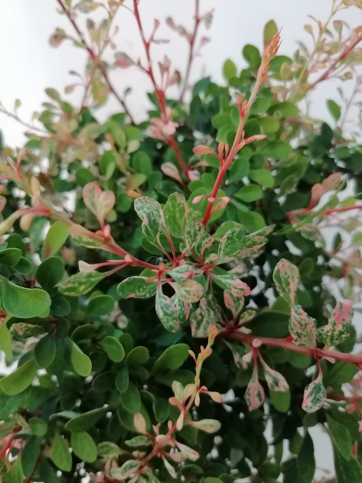 Berberis thunbergii "Natasza" 2L 20/25