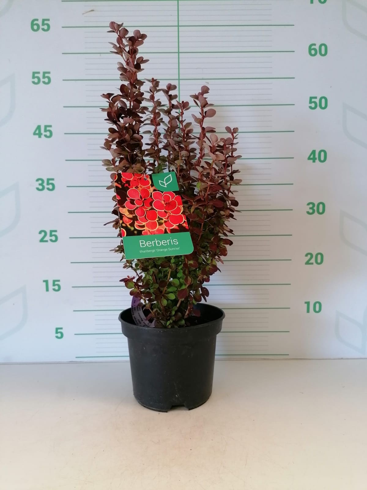 Berberis thunbergii "Orange Sunrise" 2L 15/20