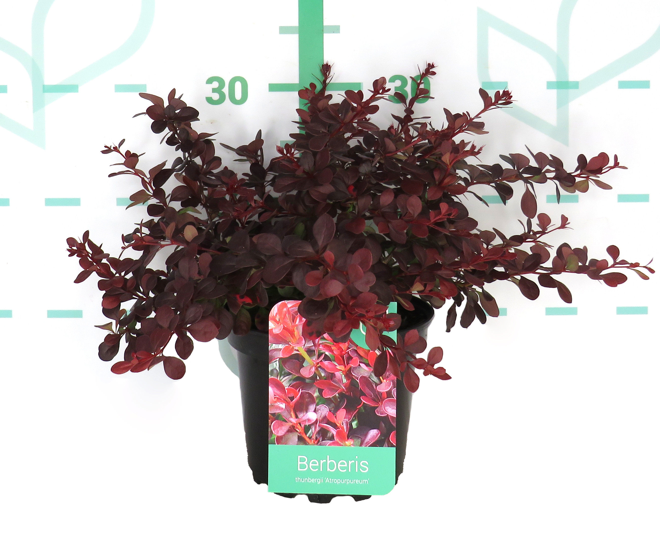 Berberis thunbergii "Atropurpurea" 2L 15/20