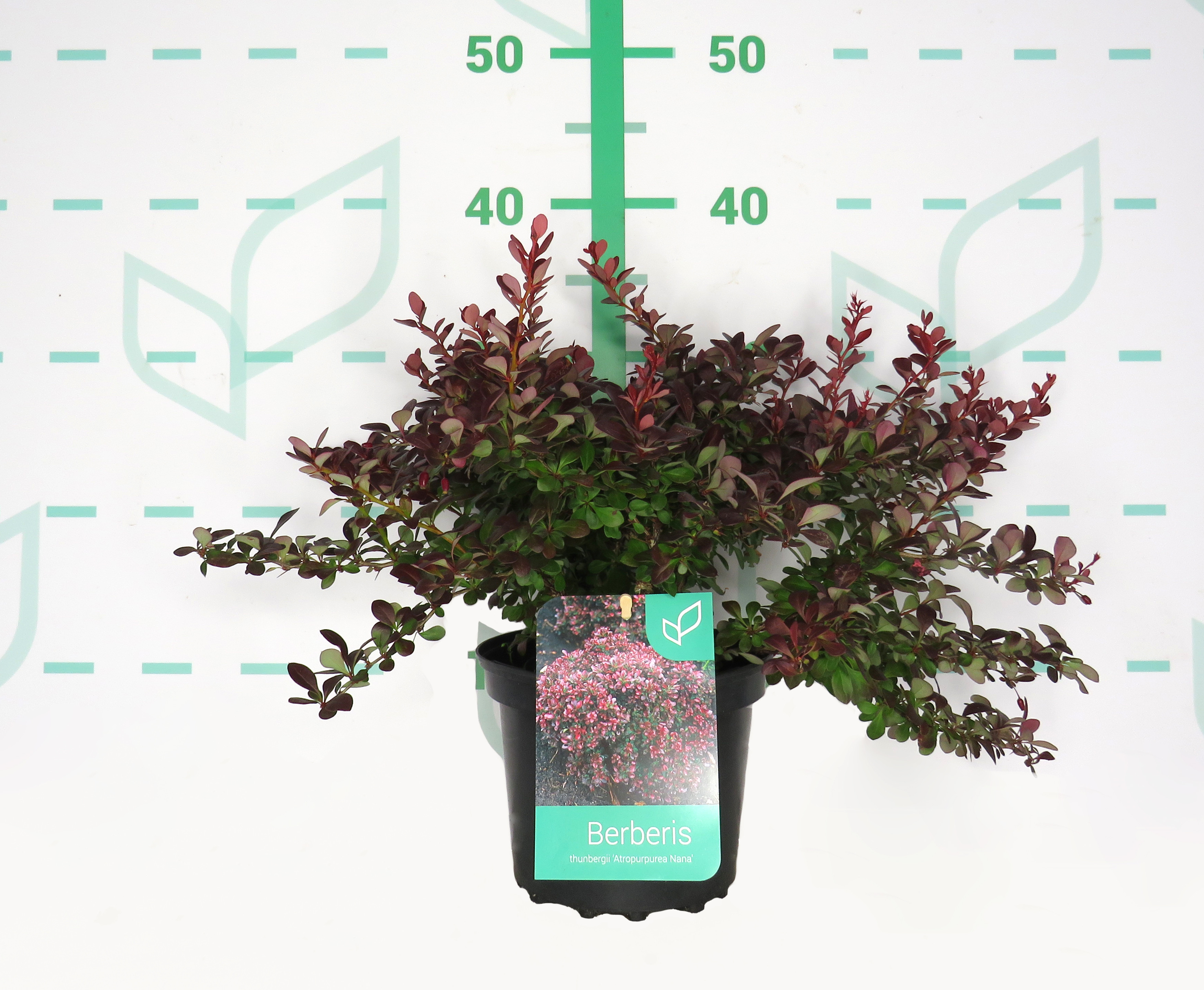 Berberis thunbergii  "Atropurpurea Nana" 2L 15/20