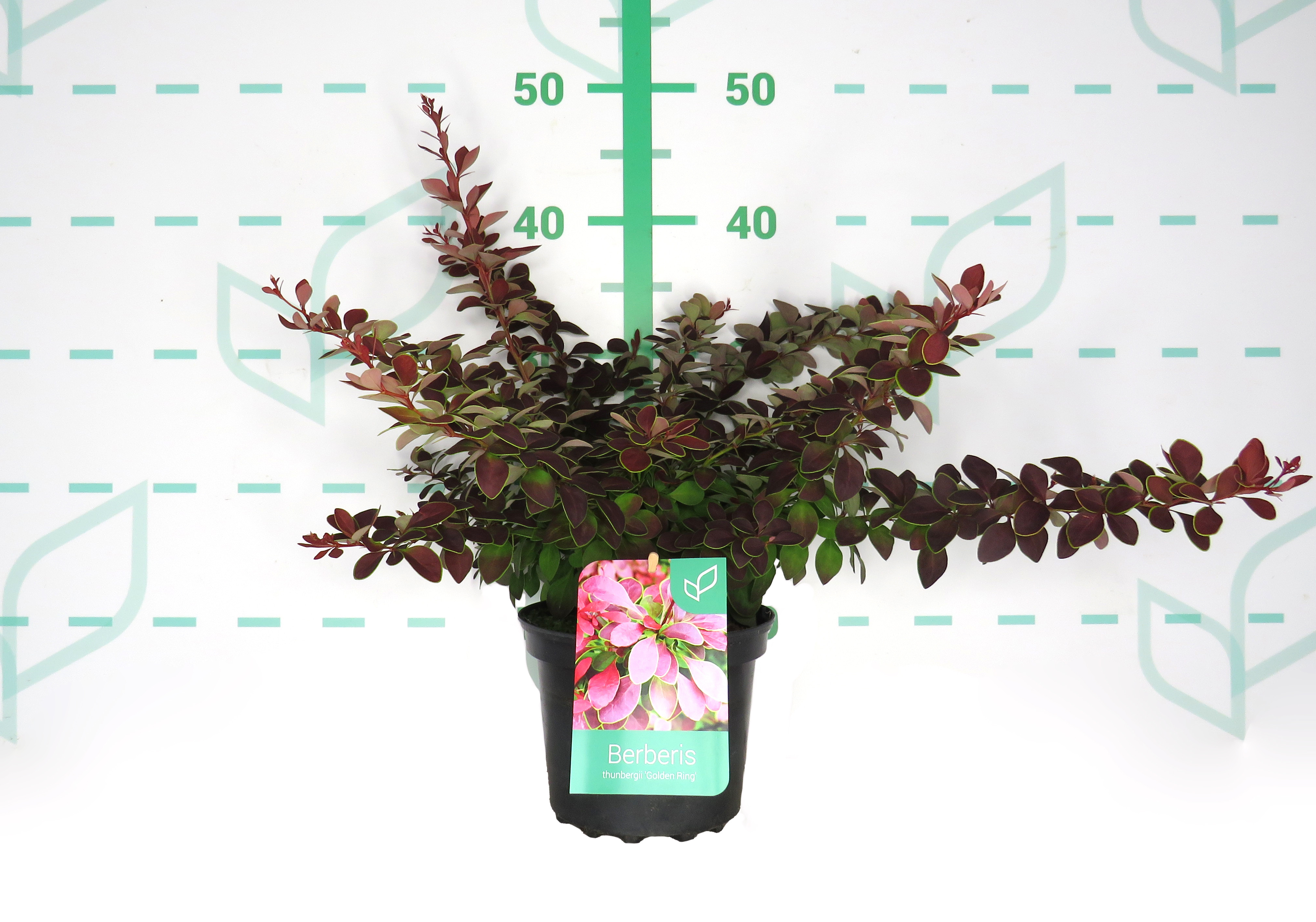 Berberis thunbergii "Golden Ring" 2L 15/20 DP 30/40