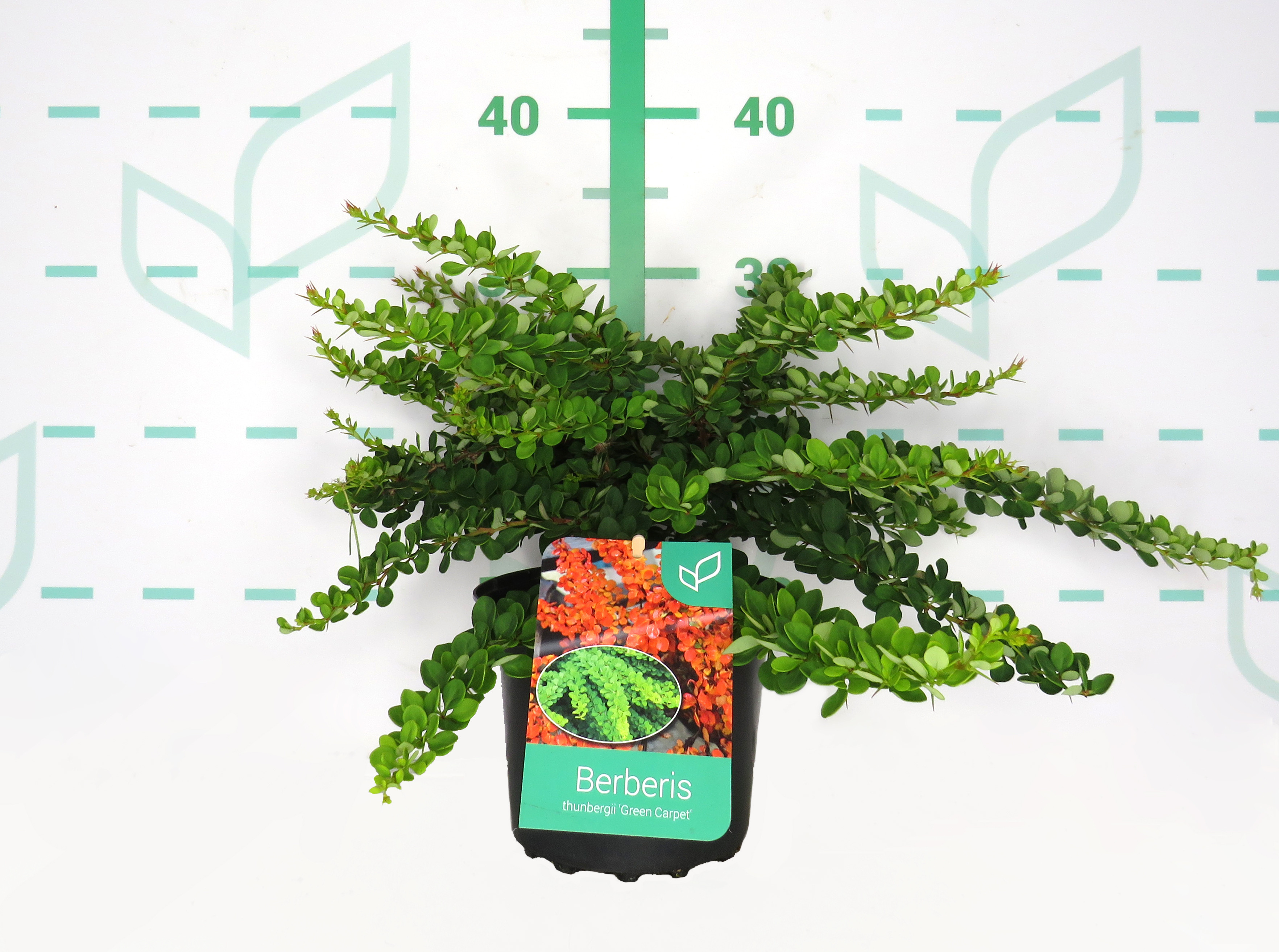 Berberis thunbergii "Green Carpet" 2L 15/20 DP 25/30