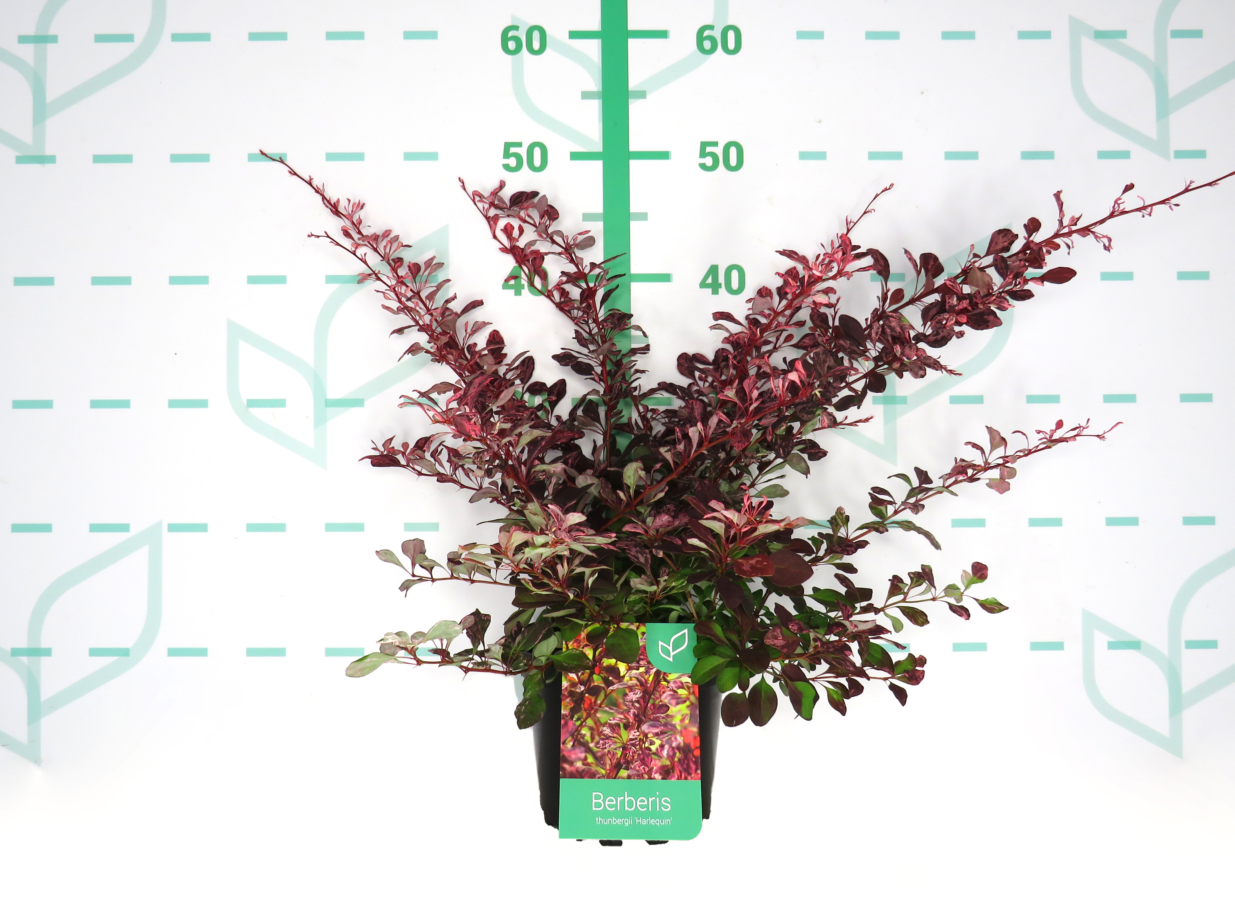Berberis thunbergii "Harlequin" 2L 20/25