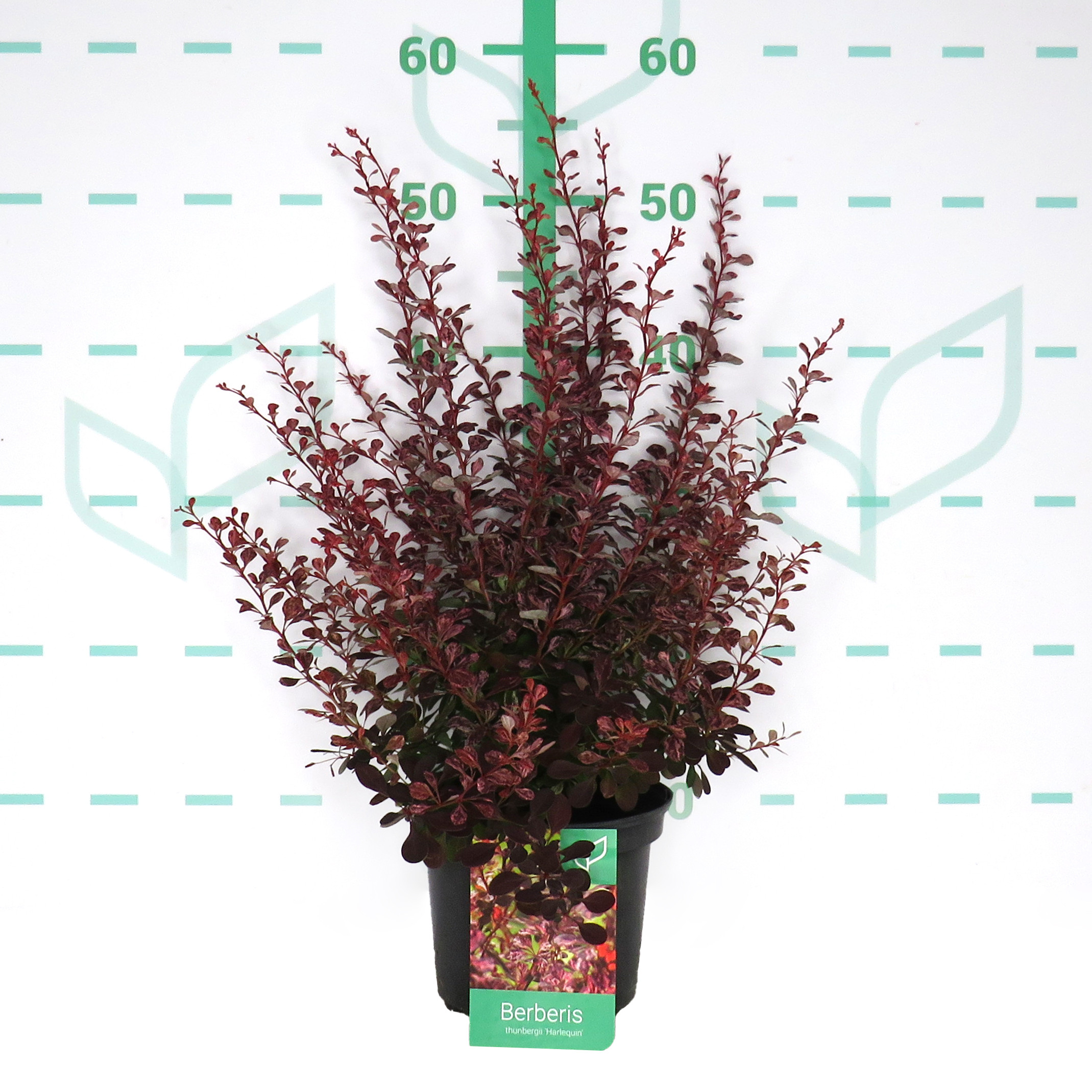Berberis thunbergii "Harlequin" 2L 20/25