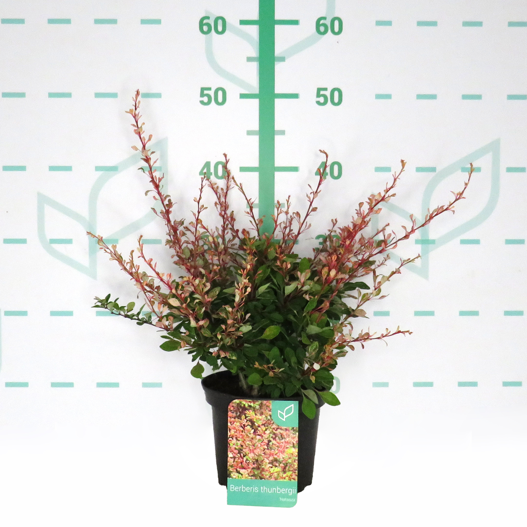 Berberis thunbergii "Natasza" 2L 20/25