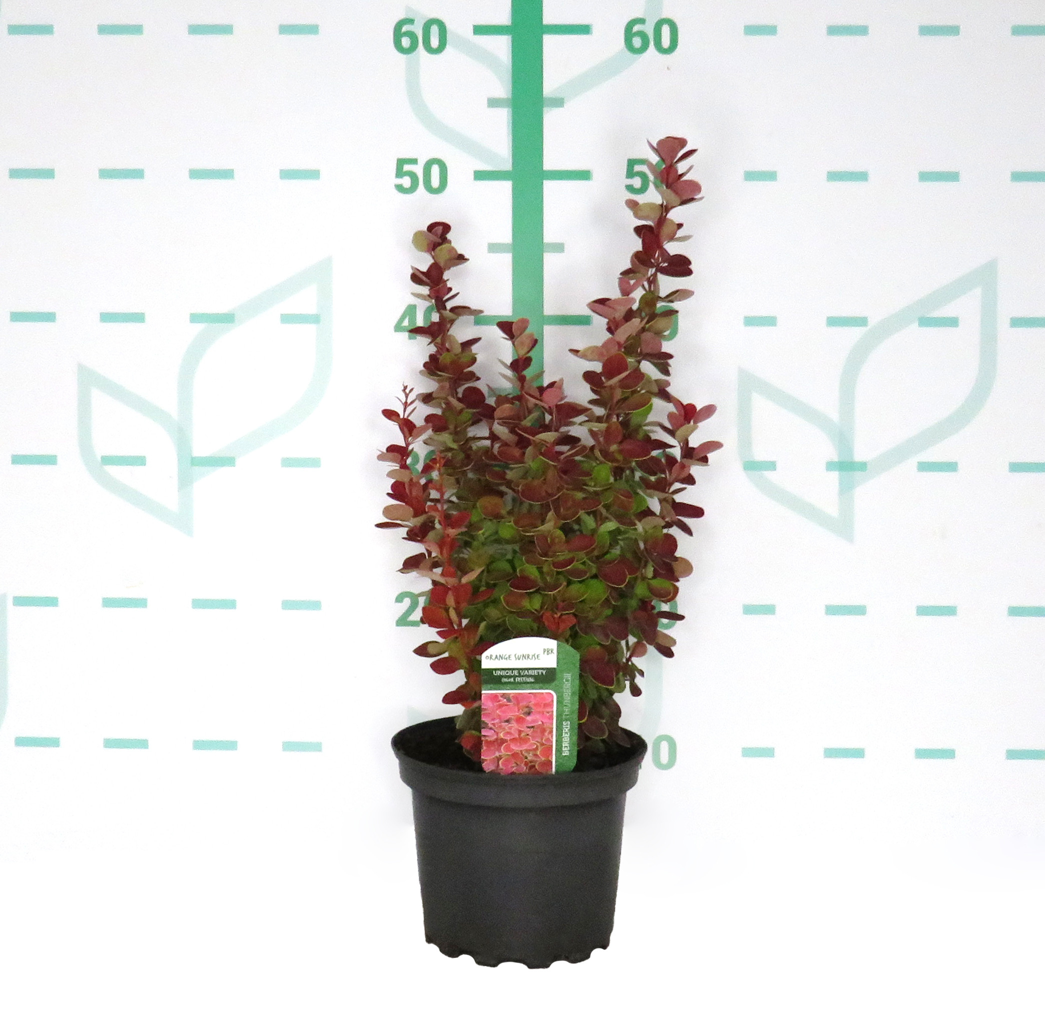  Berberis thunbergii "Orange Sunrise" ® 2L 20/30