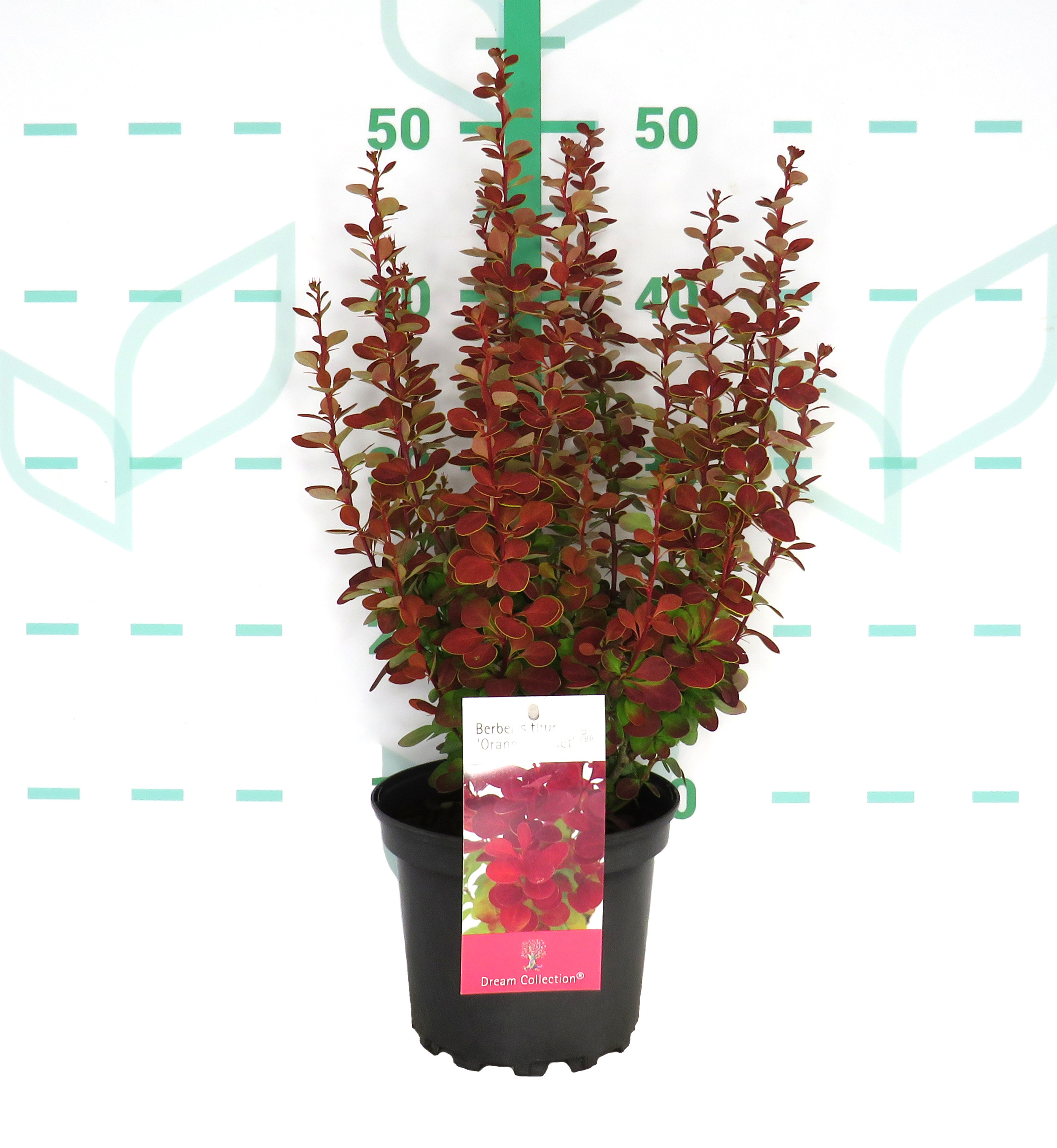 Berberis thunbergii "Red Rocket" 2L 20/30