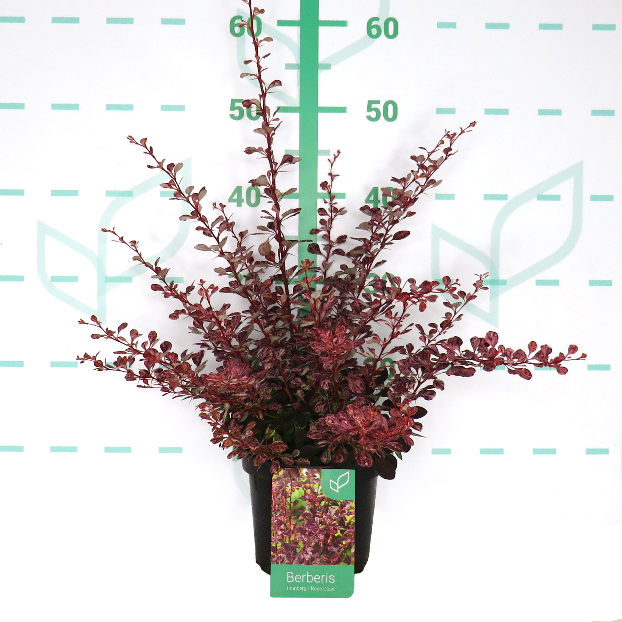 Berberis thunbergii "Rose Glow" 2L 15/20