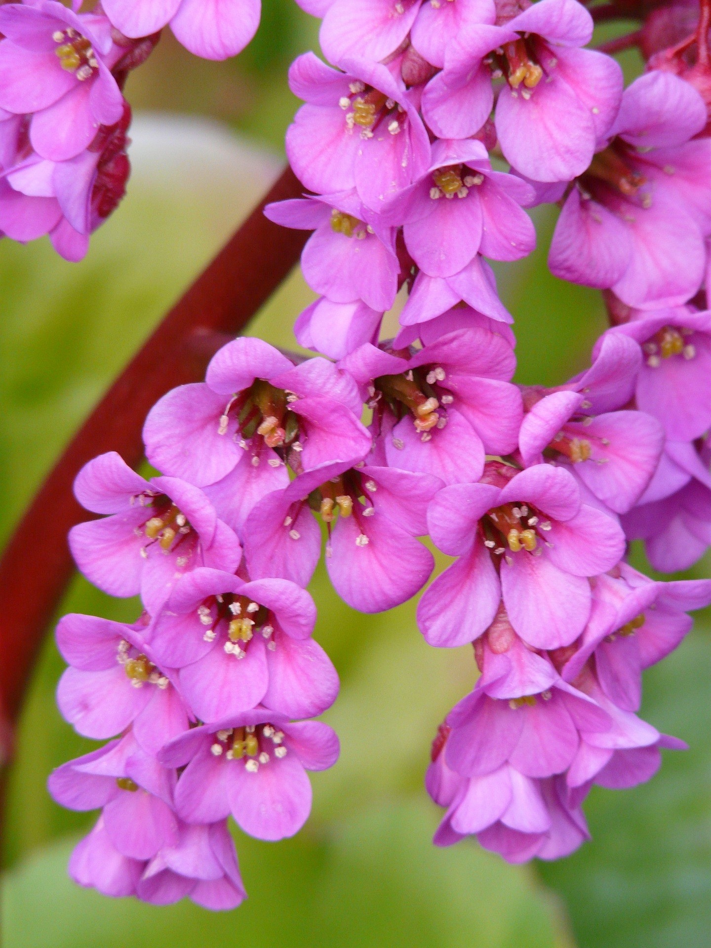 Bergenia cordifolia 2L 15/20