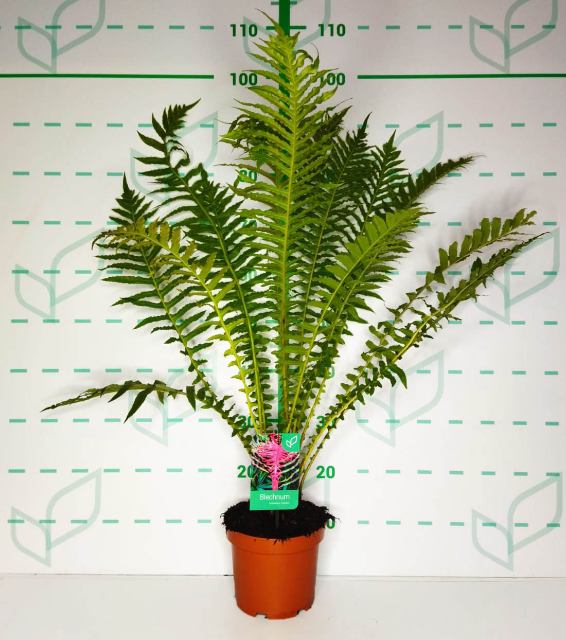 Blechnum brasiliensis "Volcano" 3L 40/60