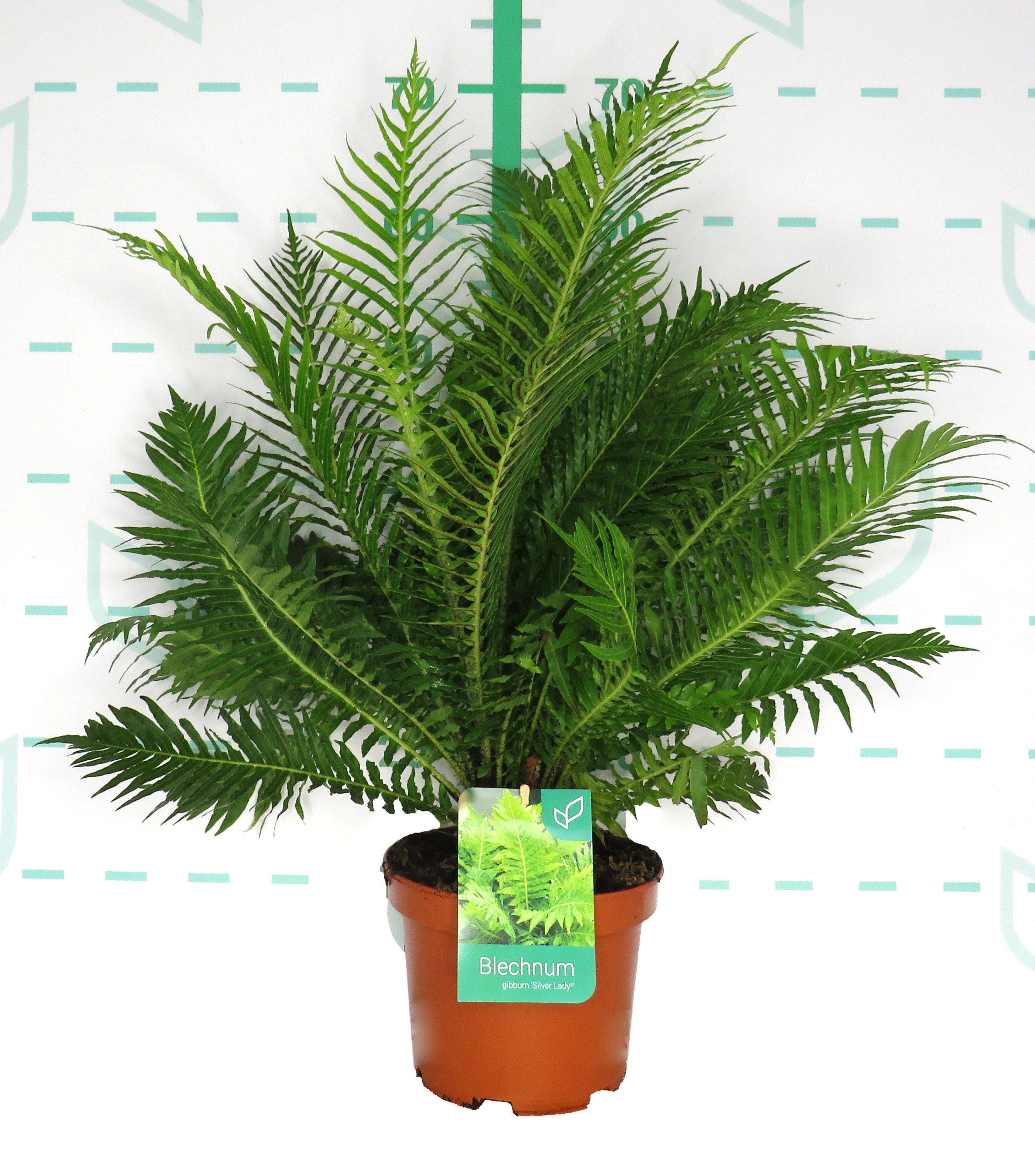 Blechnum gibbum "Silver Lady" ® 3L