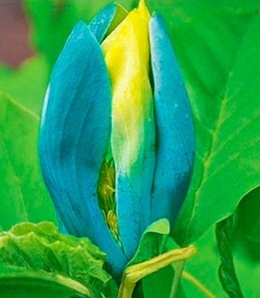 Magnolia "Blue Opal" 7.5L 80/100 Injertada