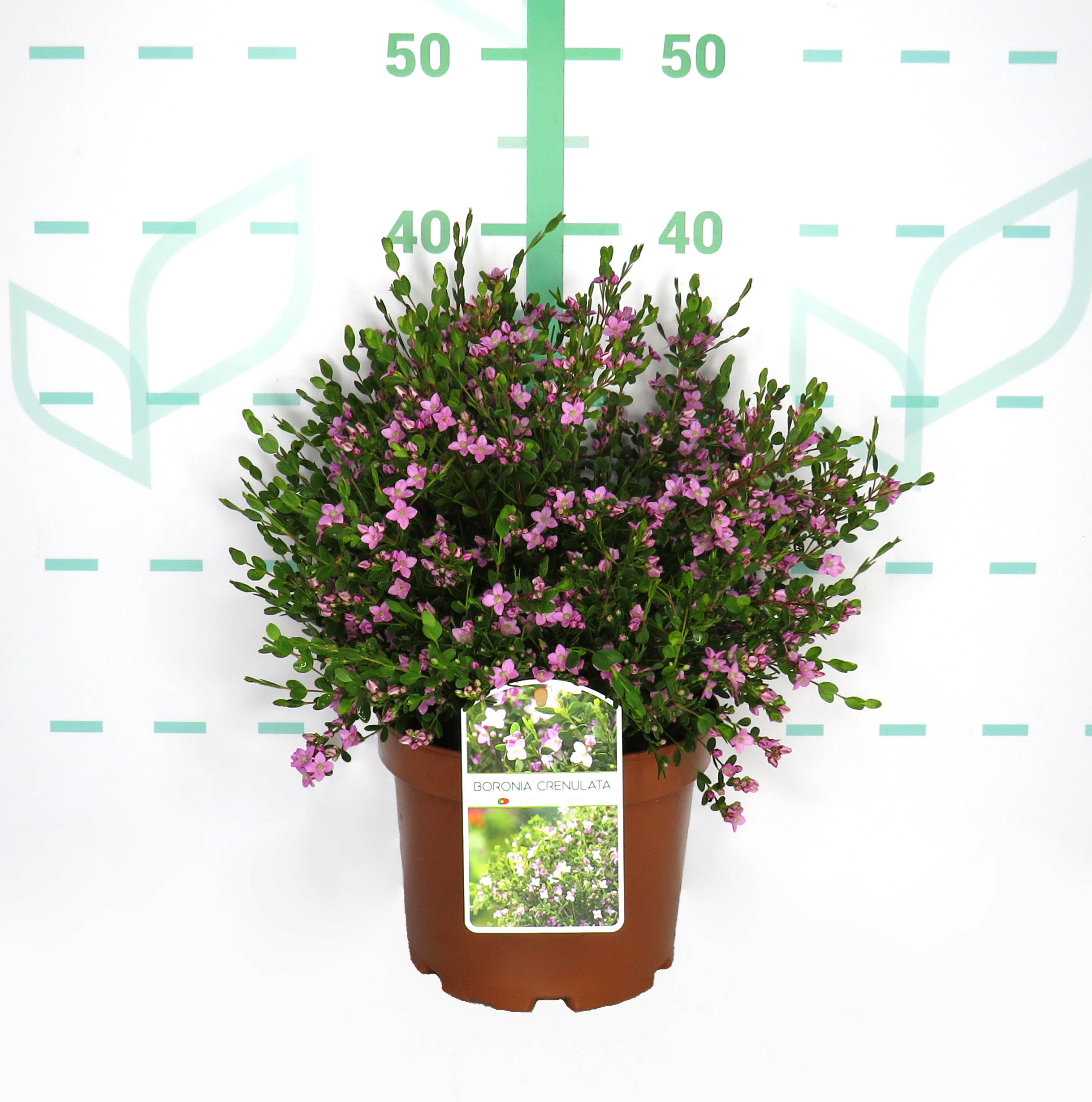 Boronia crenulata 3L 20/25