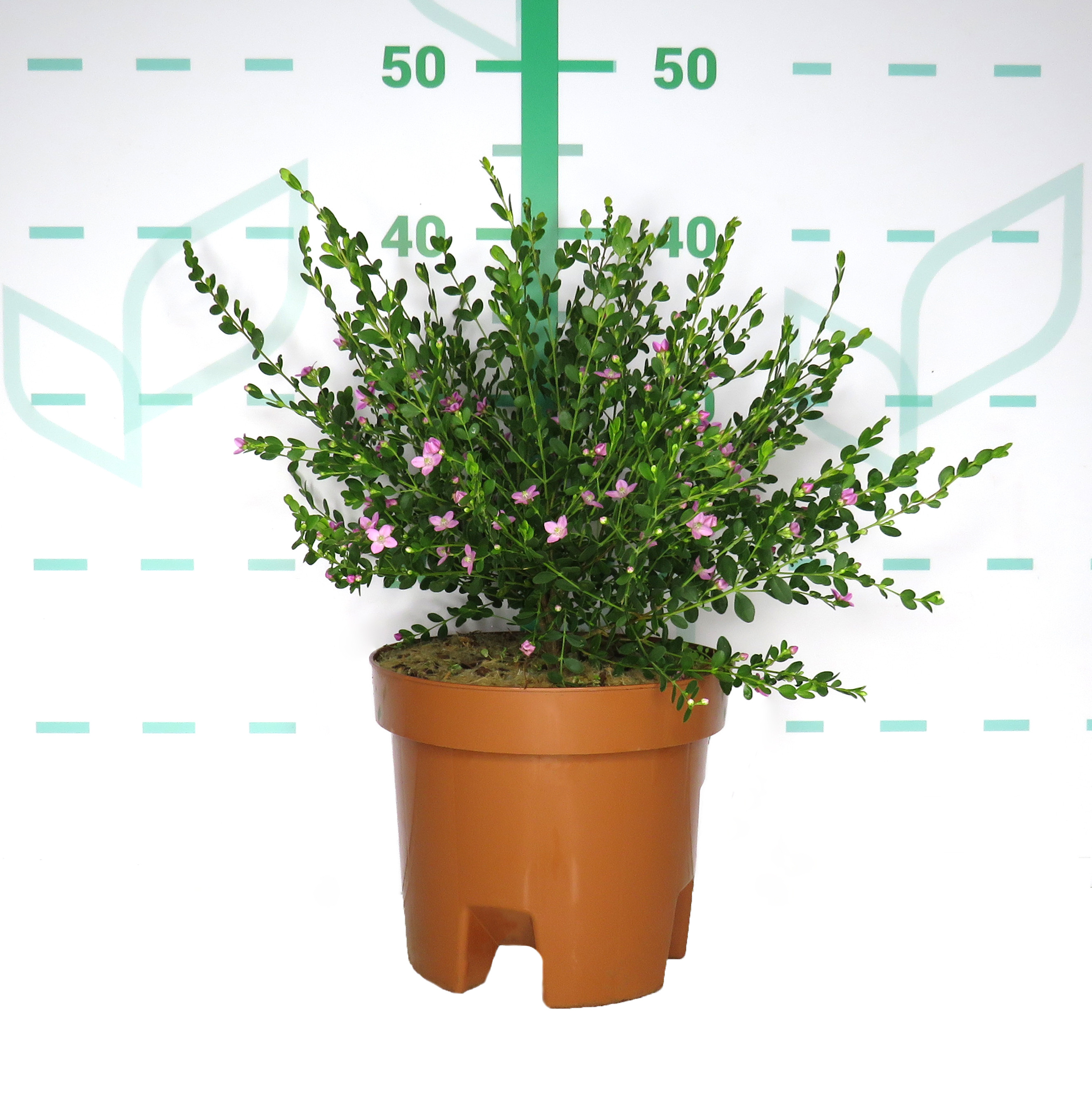 Boronia crenulata 3L 25/35