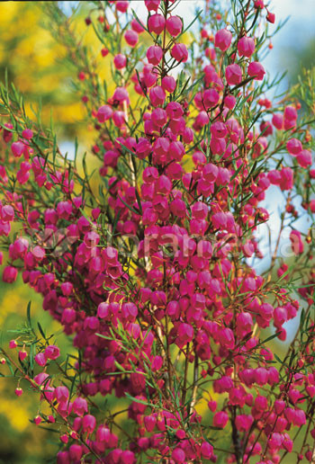 Boronia heterophylla 2L 30/40