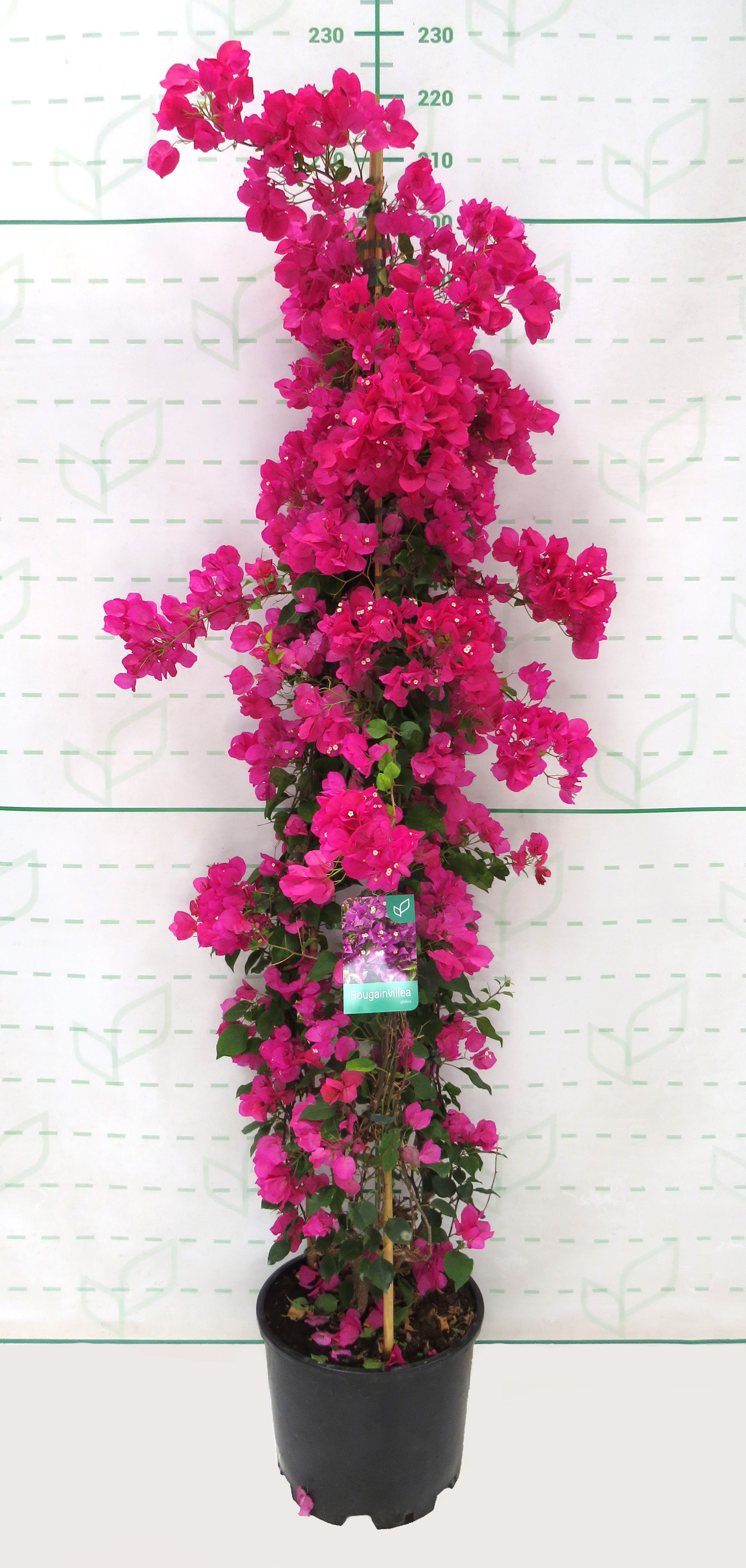 Bougainvillea 25L 200/220 "Sanderiana";"Lateritia";"Barbara Karst"
