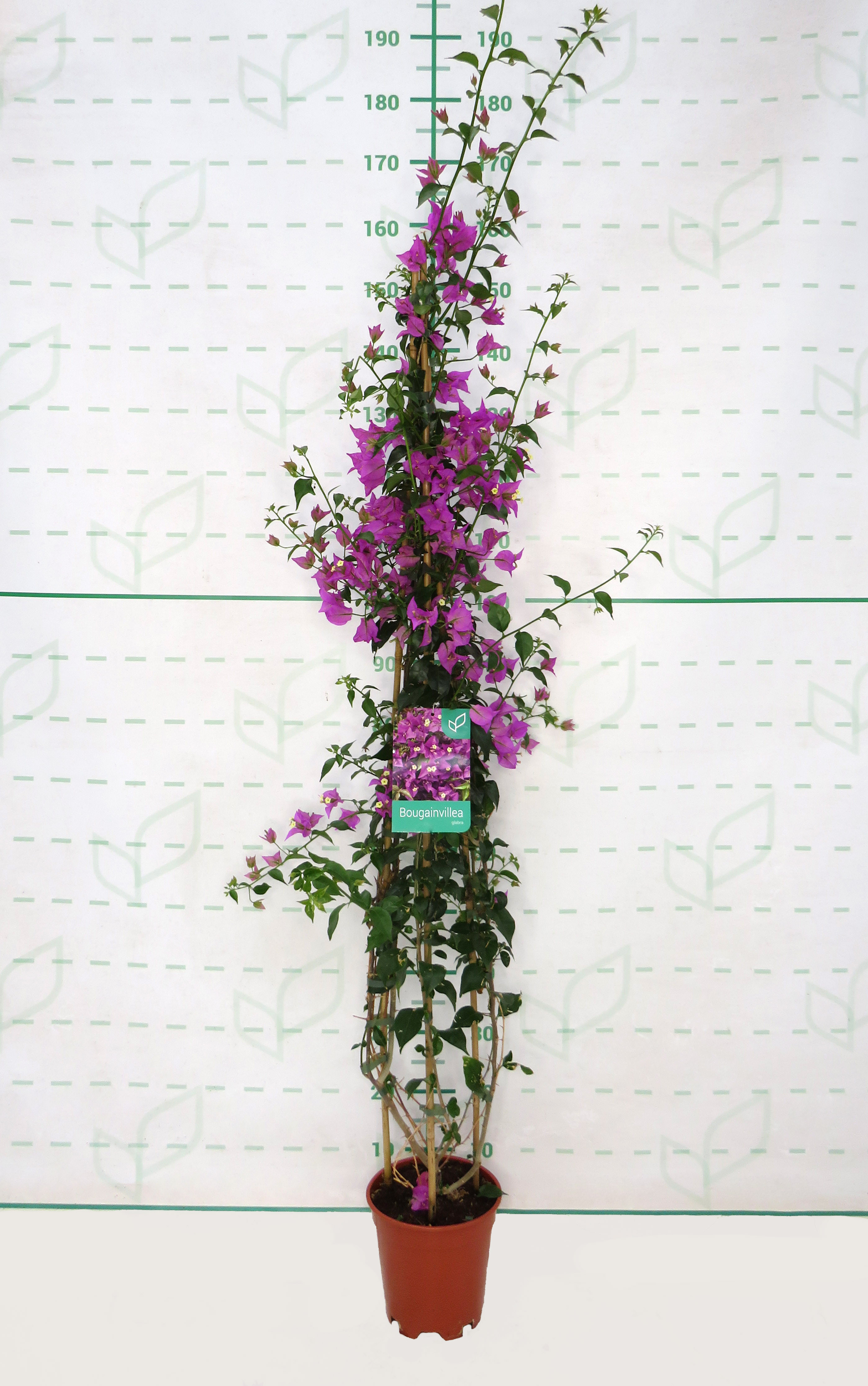 Bougainvillea glabra "Sanderiana" 5L Deco 150