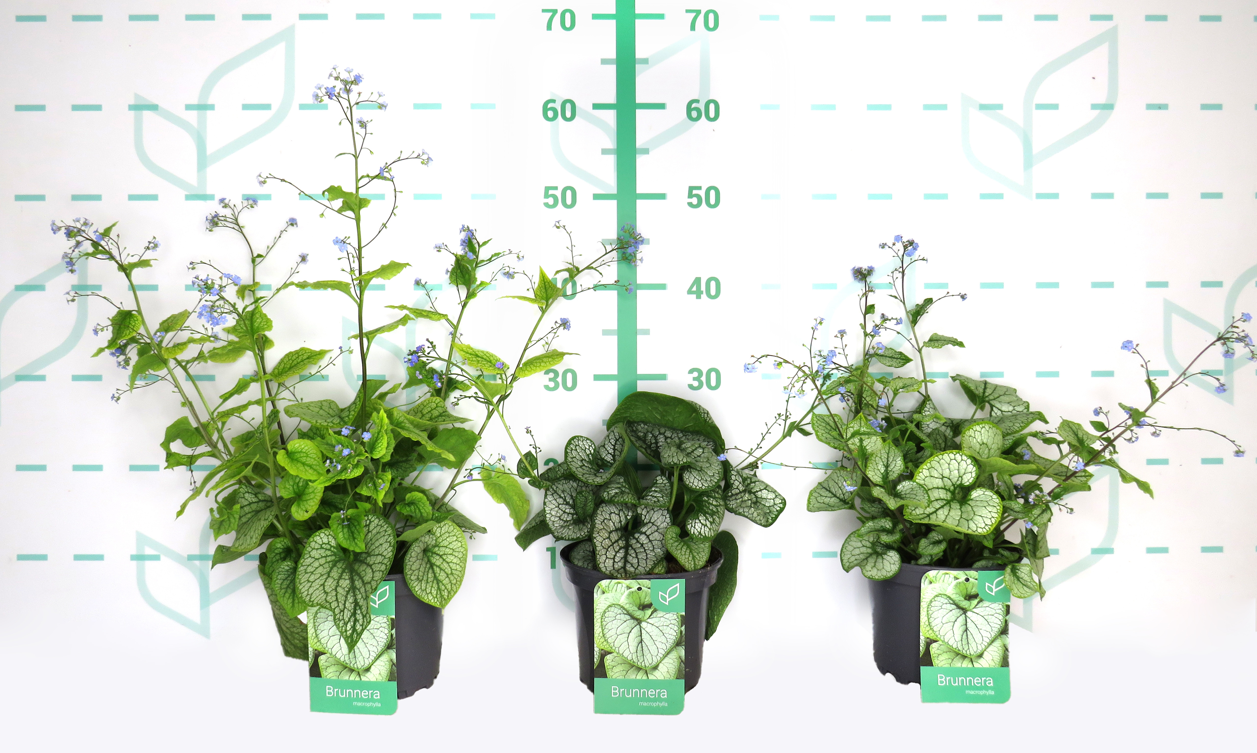 Brunera macrophylla 2L 15/20