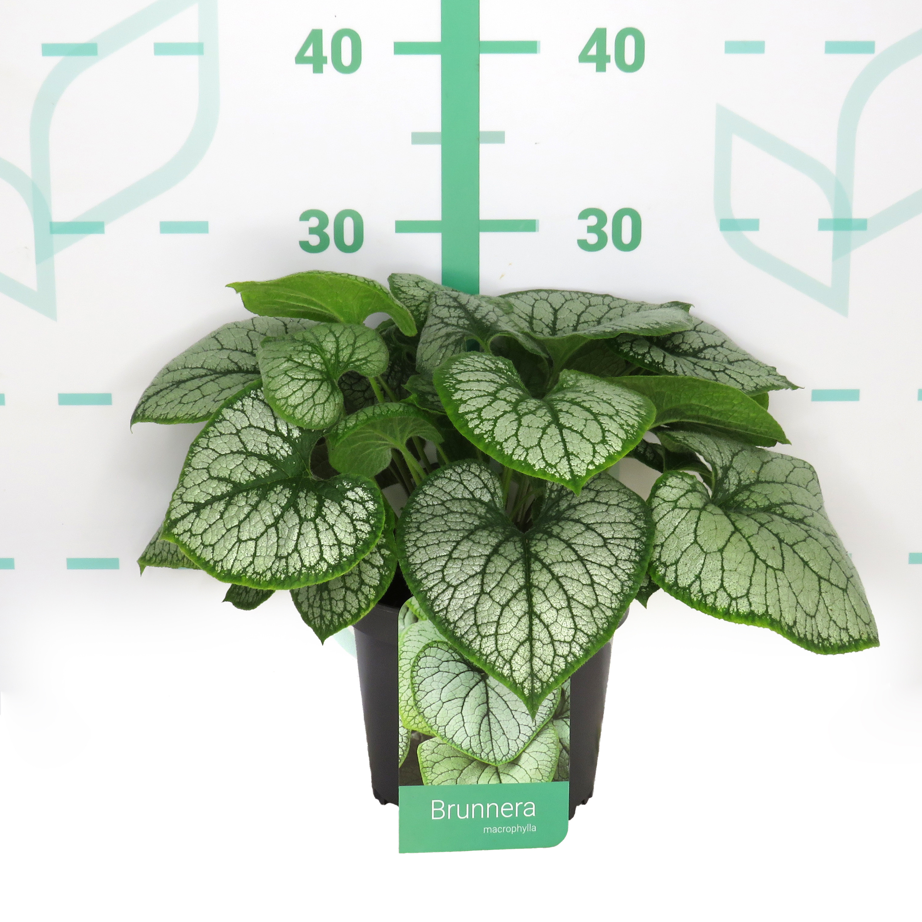 Brunnera macrophylla 2L 15/20