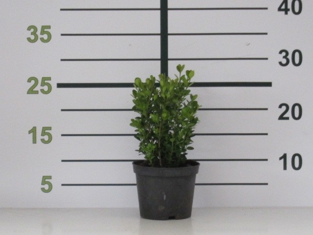 Buxus microphylla "Faulkner" 1L Cuadrada 10/15