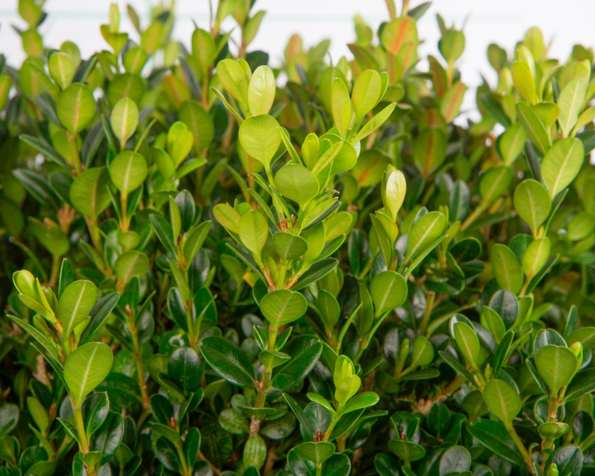 Buxus microphylla "Faulkner" 9L Cuadrada 30/35