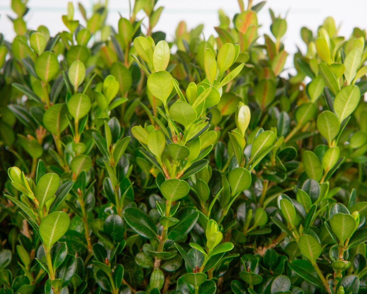 Buxus microphylla "Faulkner" 15L 80/100 Piramidal