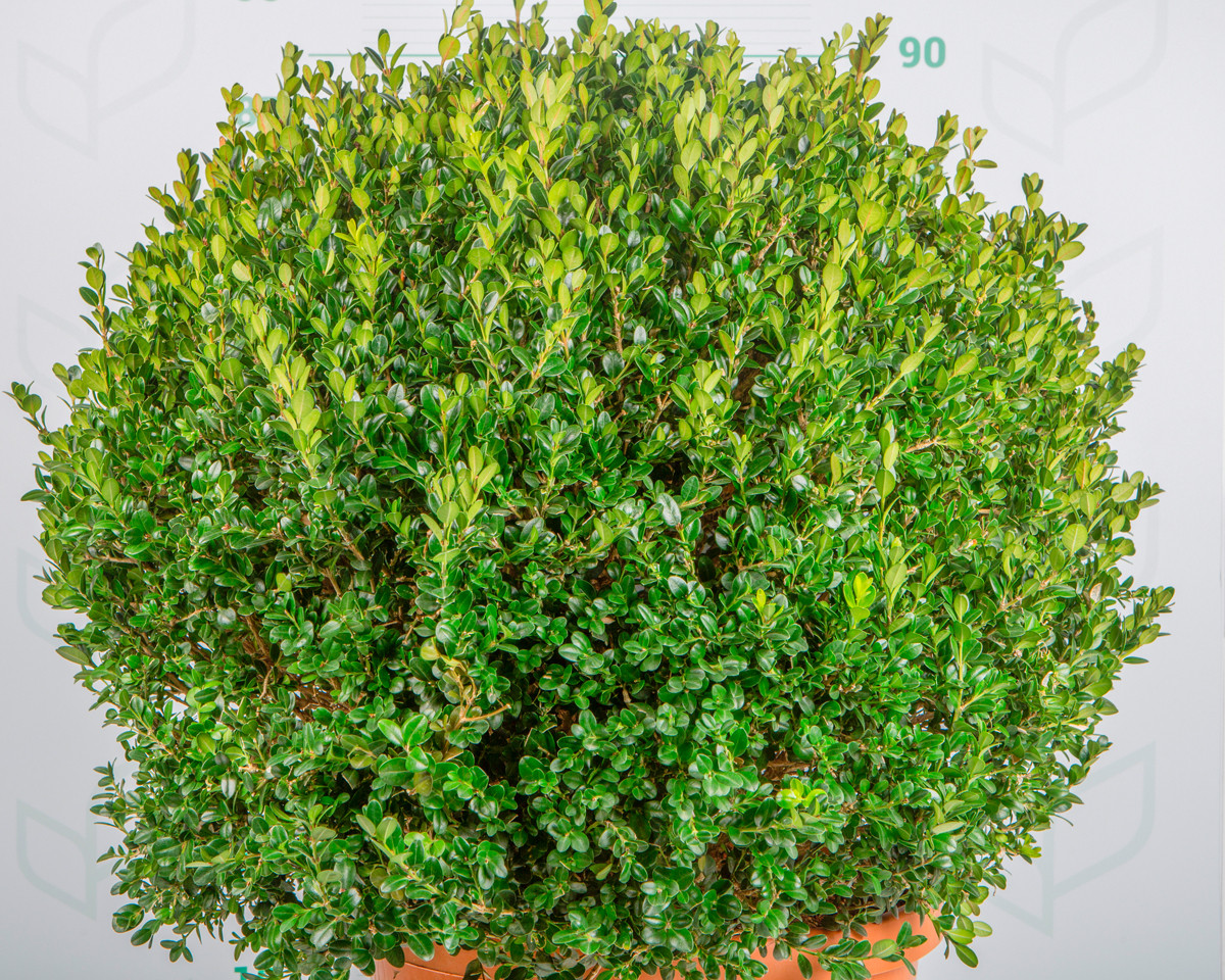 Buxus microphylla "Faulkner" 35L 55/65 Bola