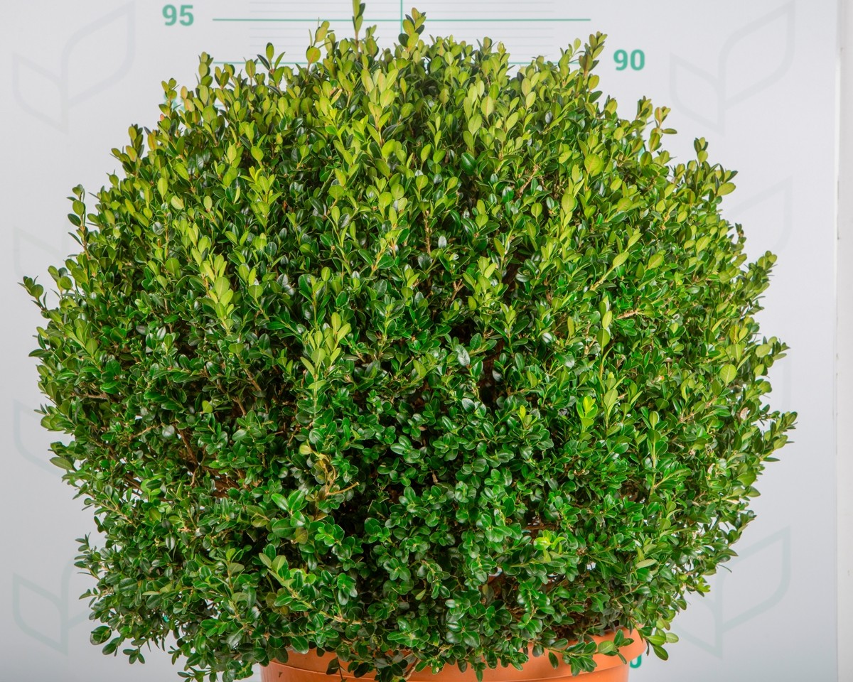 Buxus microphylla "Faulkner" 20L 40/45 Bola