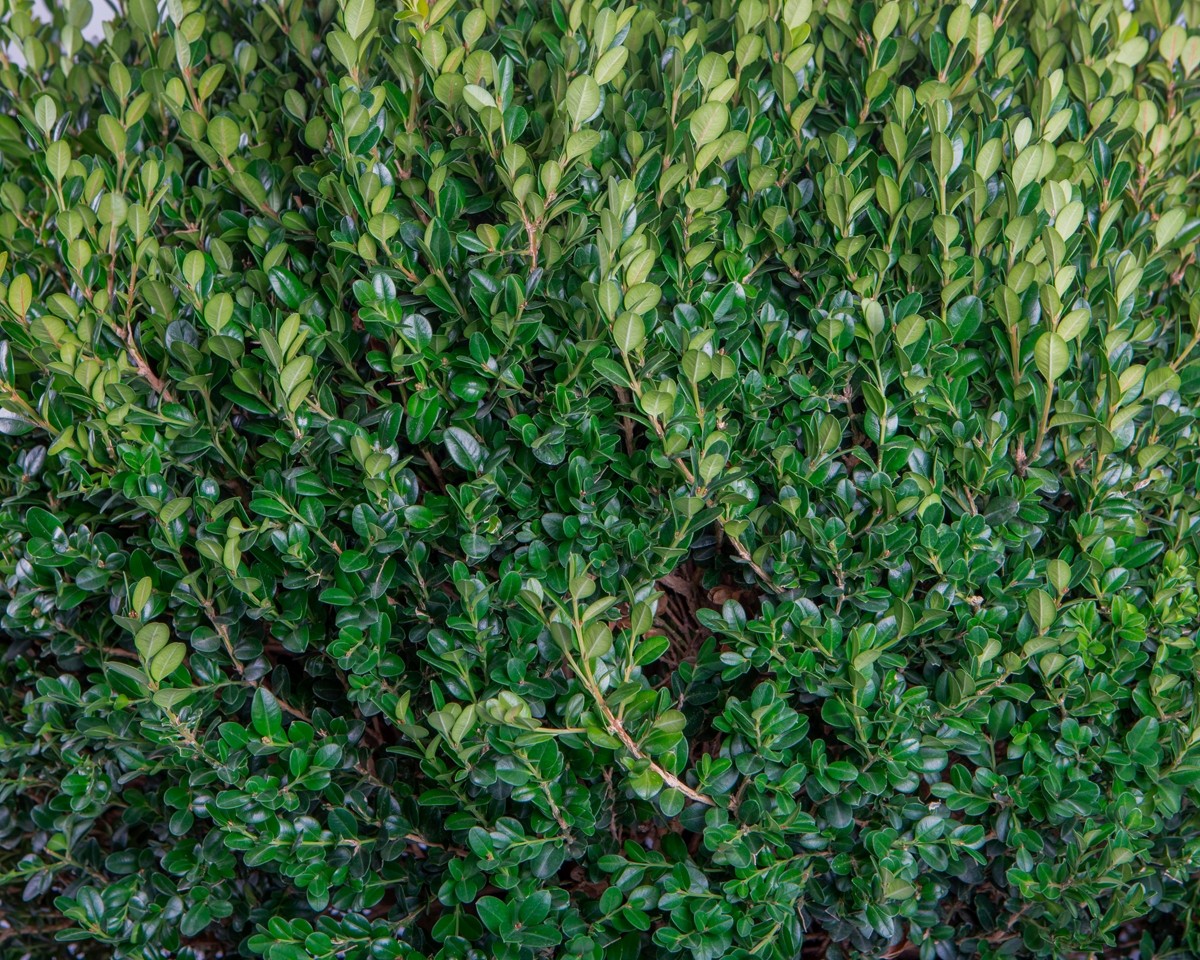 Buxus microphylla "Faulkner" 25L 75/80 Cono