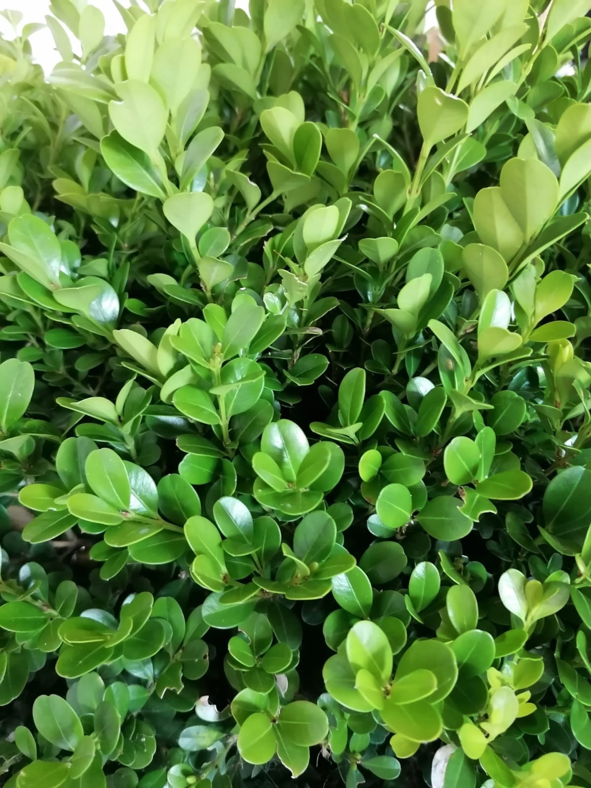 Buxus "Rotundifolia" 25L 45 DP 45