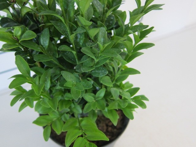 Buxus sempervirens 1L Cuadrada 10/15