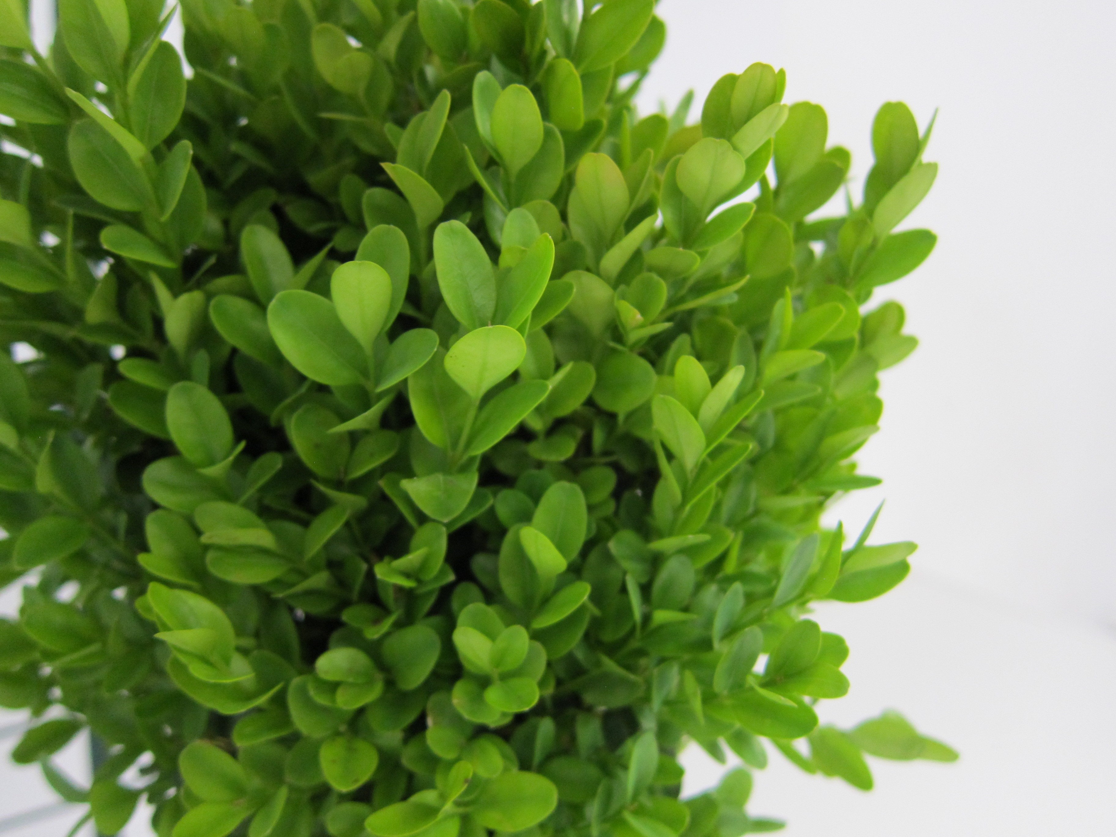 Buxus outlet sempervirens suffruticosa