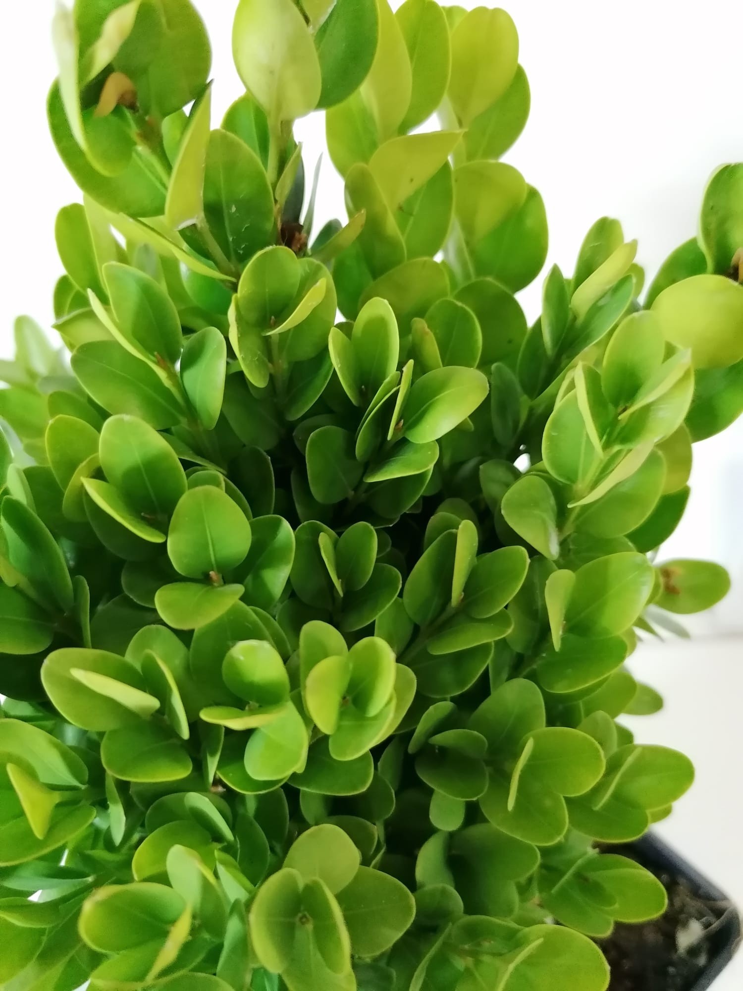 Buxus sempervirens "Suffruticosa" 1L Cuadrada 10/15