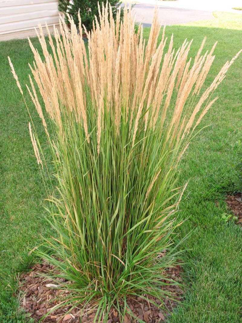 Calamagrostis acutiflora "Karl Foerster" 2.5L R/C 20/30