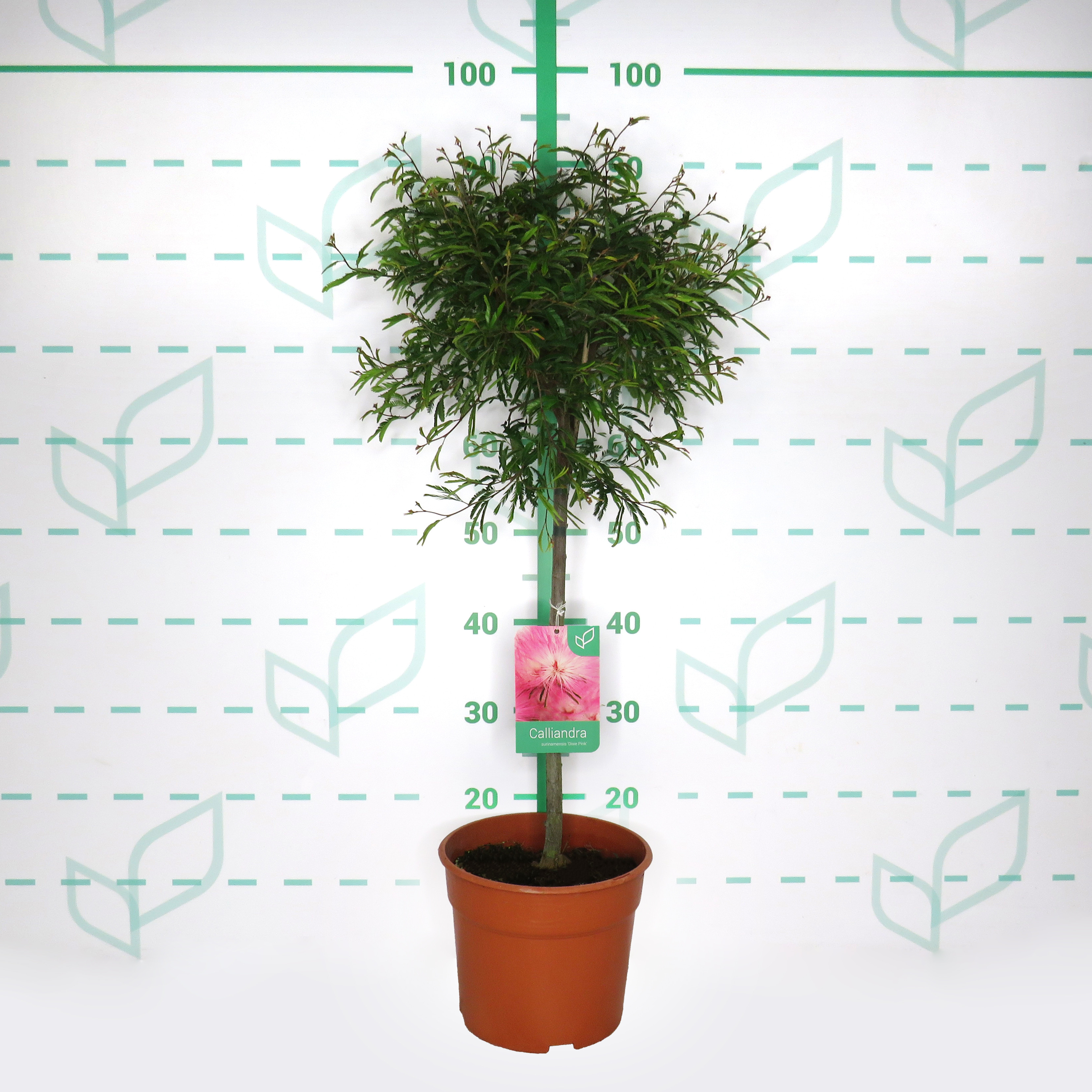 Calliandra surinamensis "Dixie Pink" 5L Deco Ht 40 60/80
