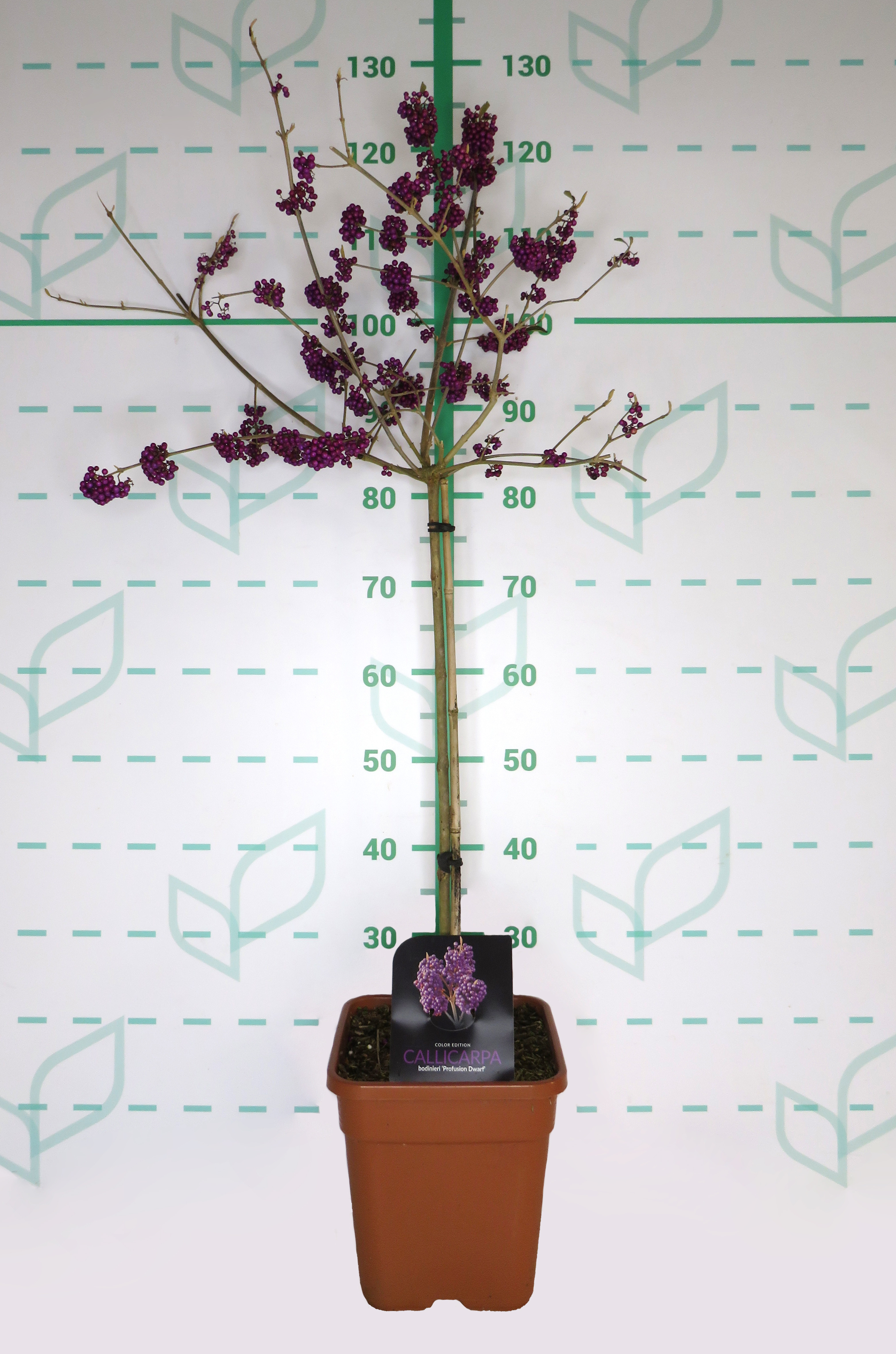 Callicarpa bodinieri 9L Ht 40/60 (Mini copa) "Magical Snowqueen", "Profusion"