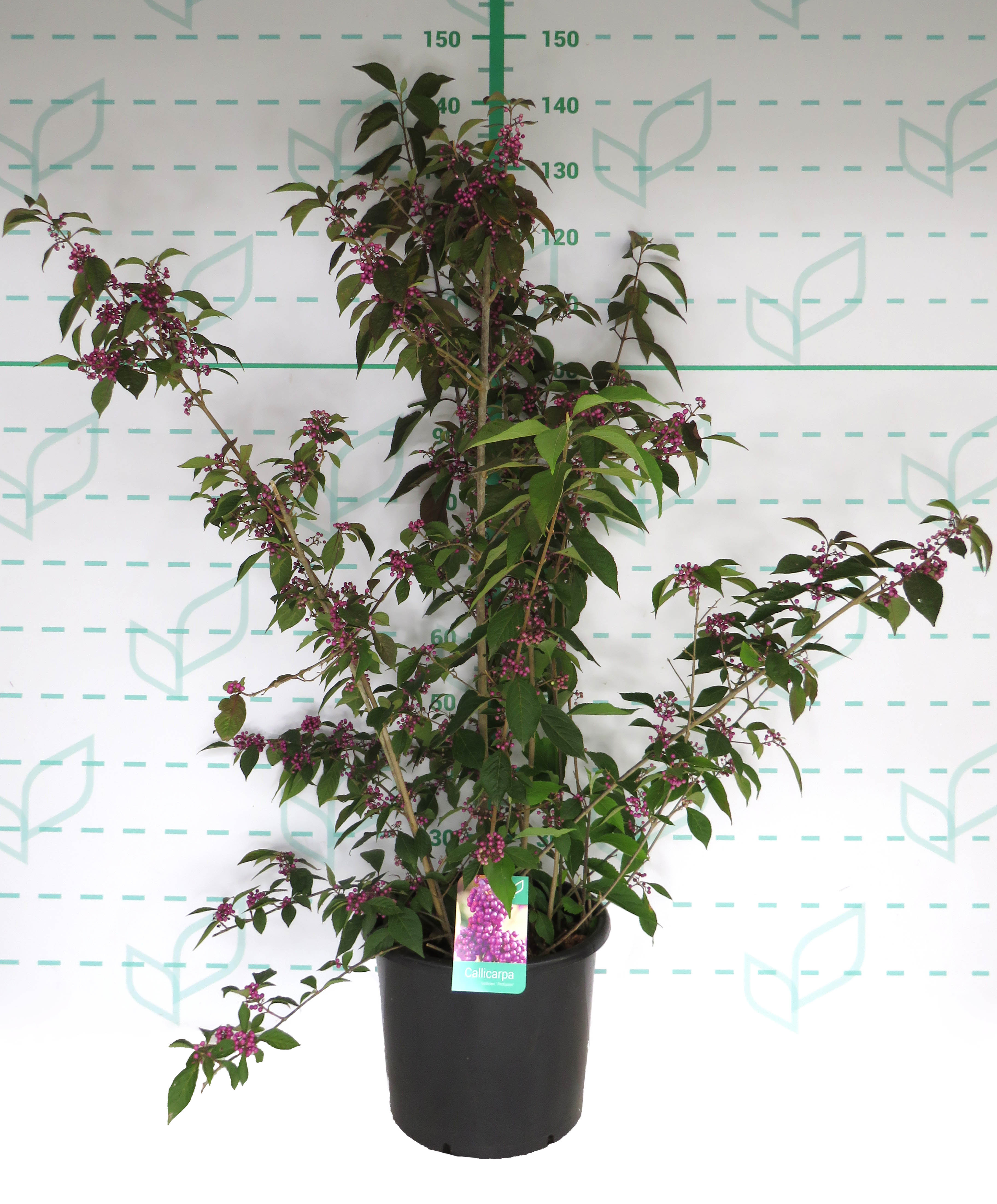 Callicarpa bodinieri var. giraldii 'Profusion' 15L Deco 120/140 Ramificado