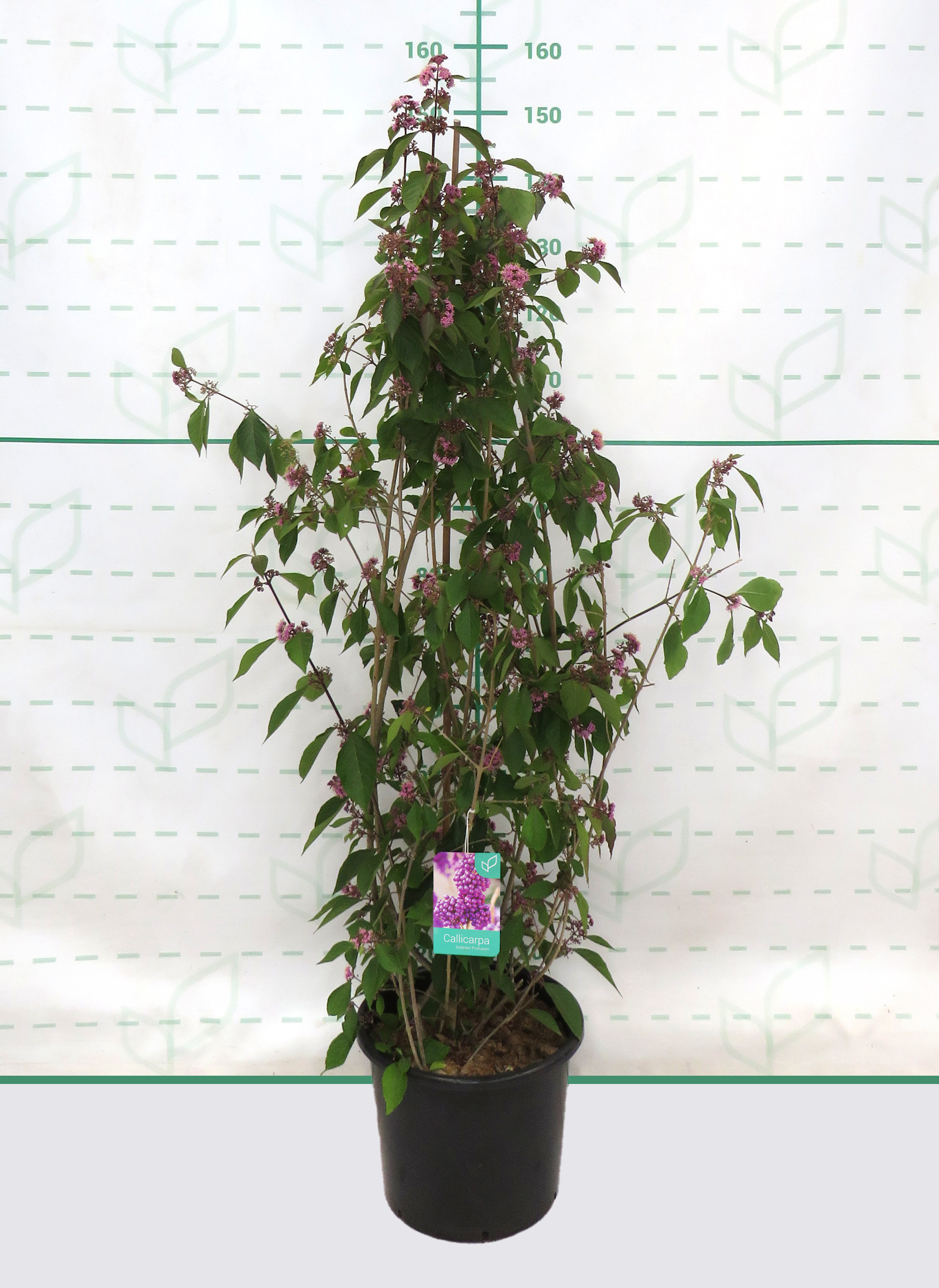Callicarpa bodinieri var. giraldii 'Profusion' 15L Deco 120/140 Ramificado