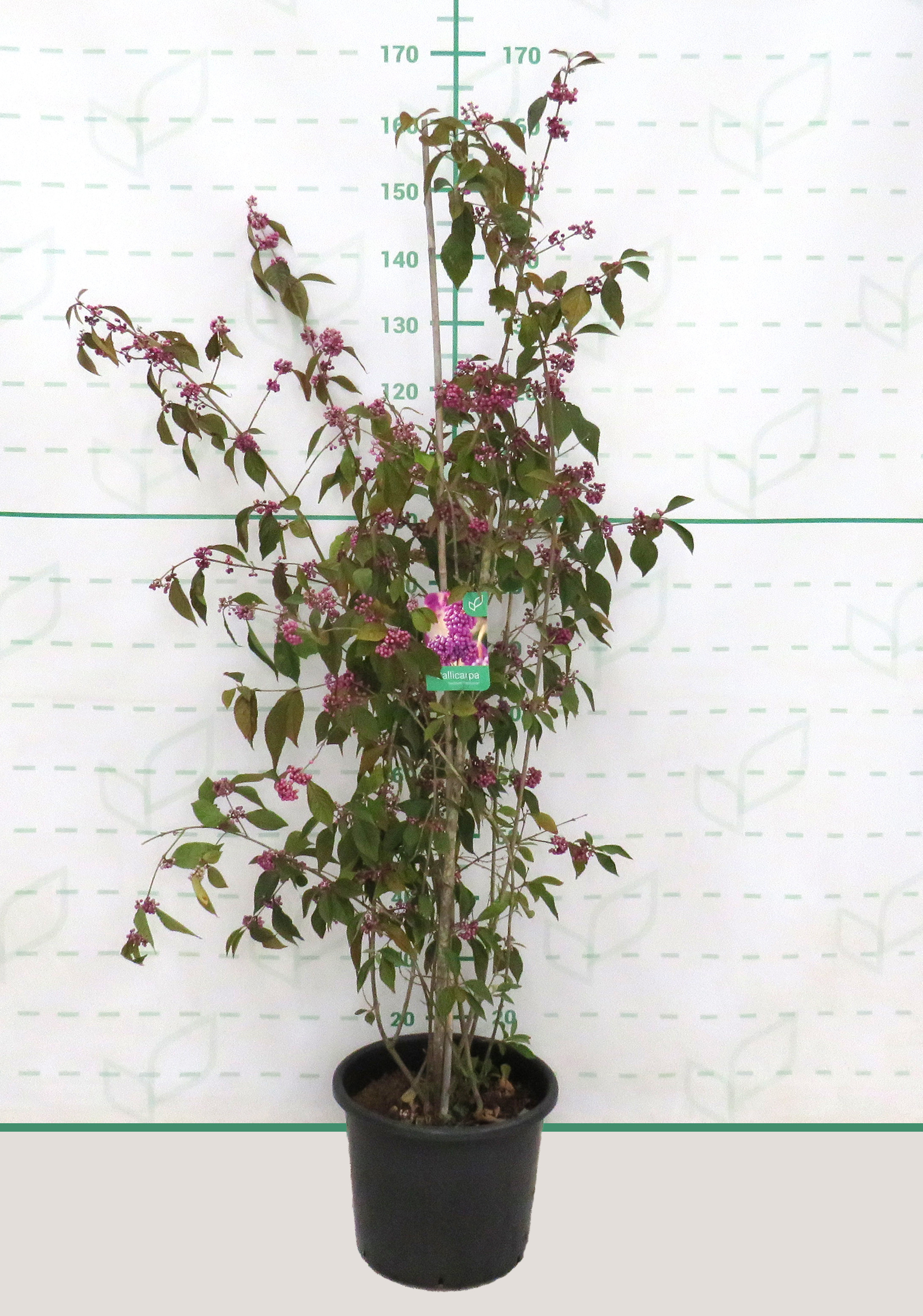 Callicarpa bodinieri var. giraldii 'Profusion' 15L Deco 120/140 Ramificado