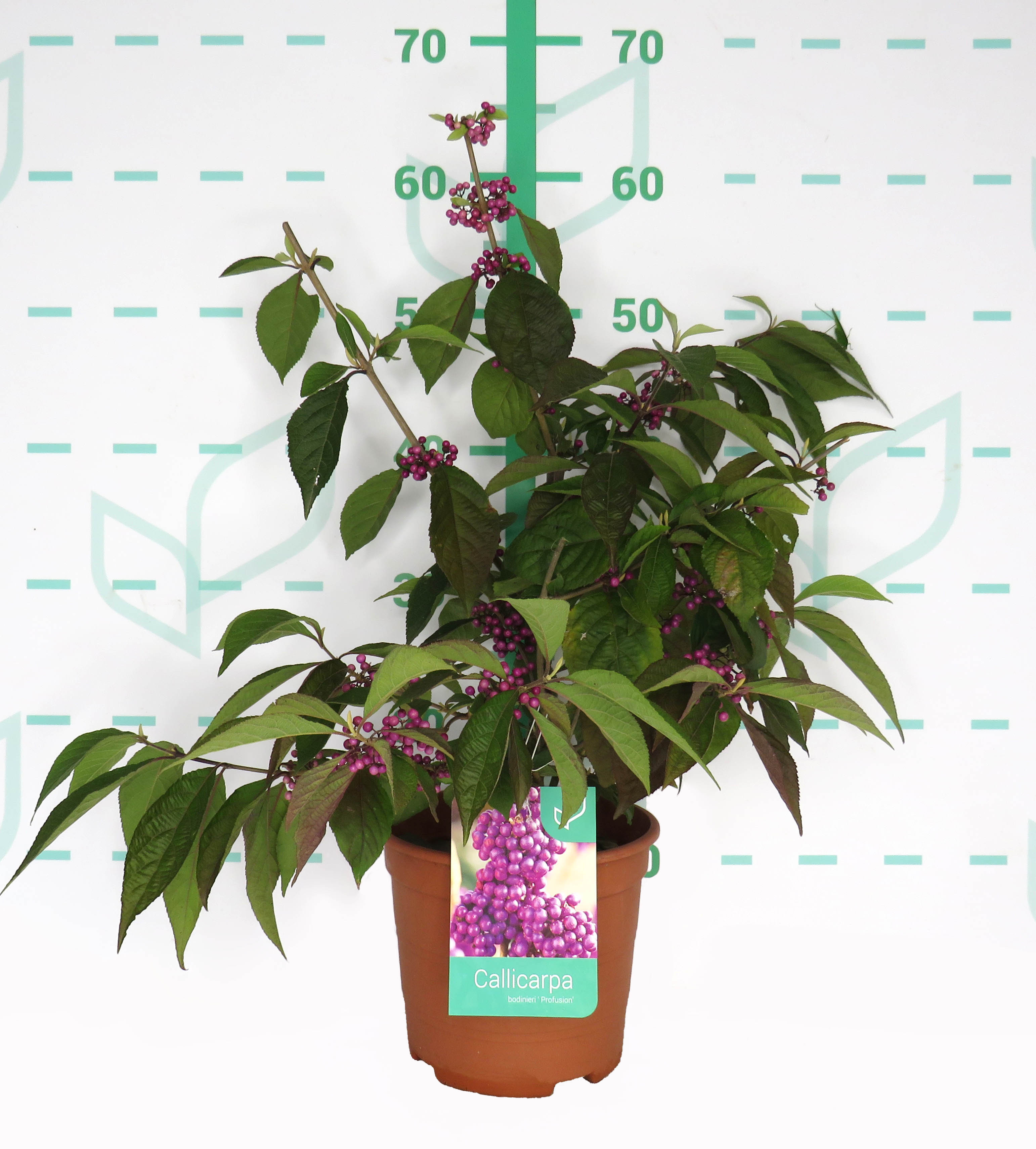 Callicarpa bodinieri var. giraldii 'Profusion' 3L Deco 40/60