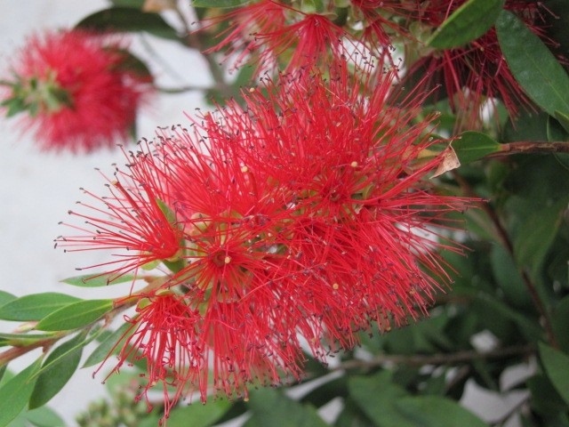 Callistemon "Laevis" 5L 50/60