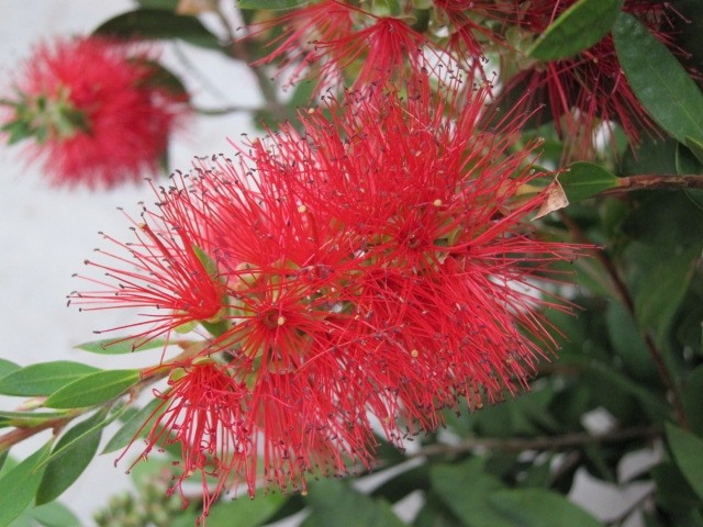 Callistemon "Laevis" 5L 30/40