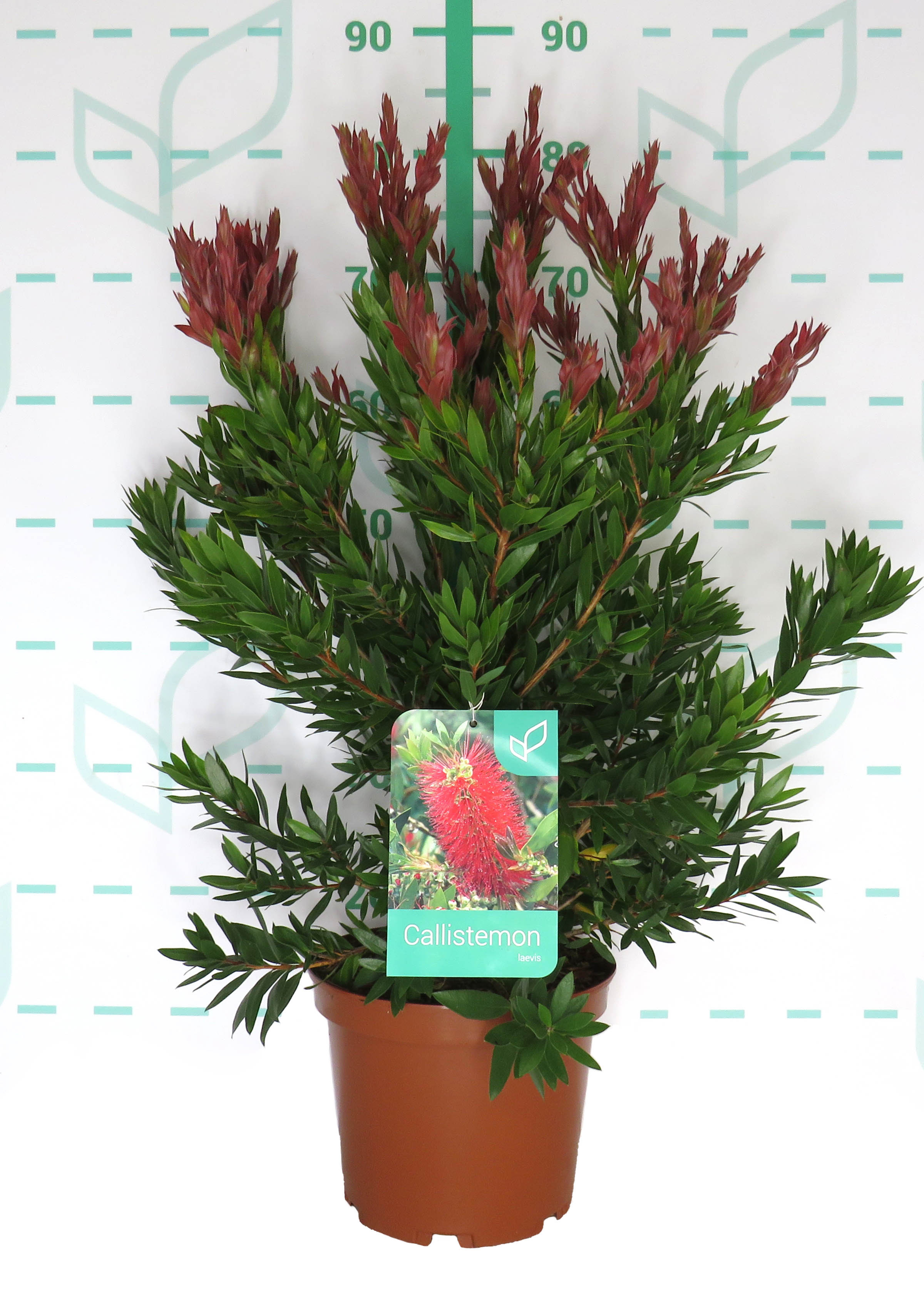 Callistemon citrinus "Red Rocket" 5L 35/45