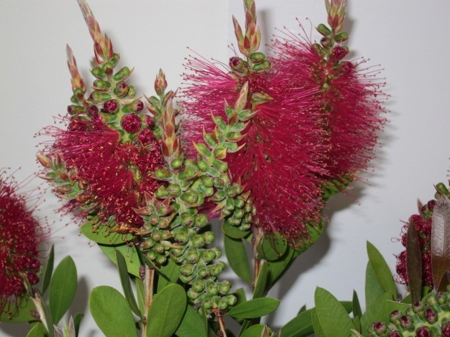 Callistemon viminalis "Hot Pink" 10L 60/80