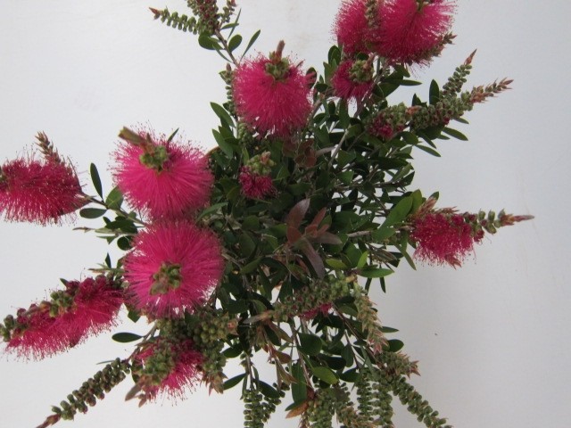 Callistemon viminalis "Hot Pink" 3L 40/50