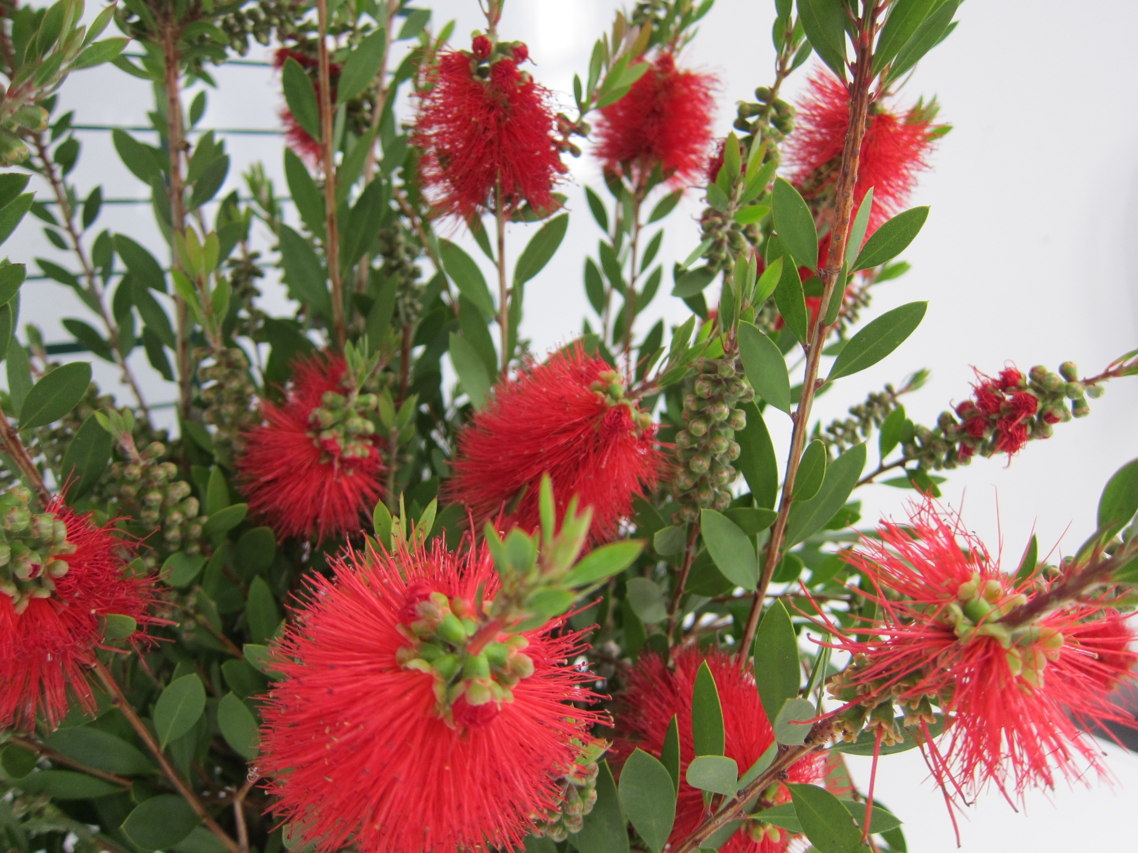 Callistemon "Laevis" 10L 30/40