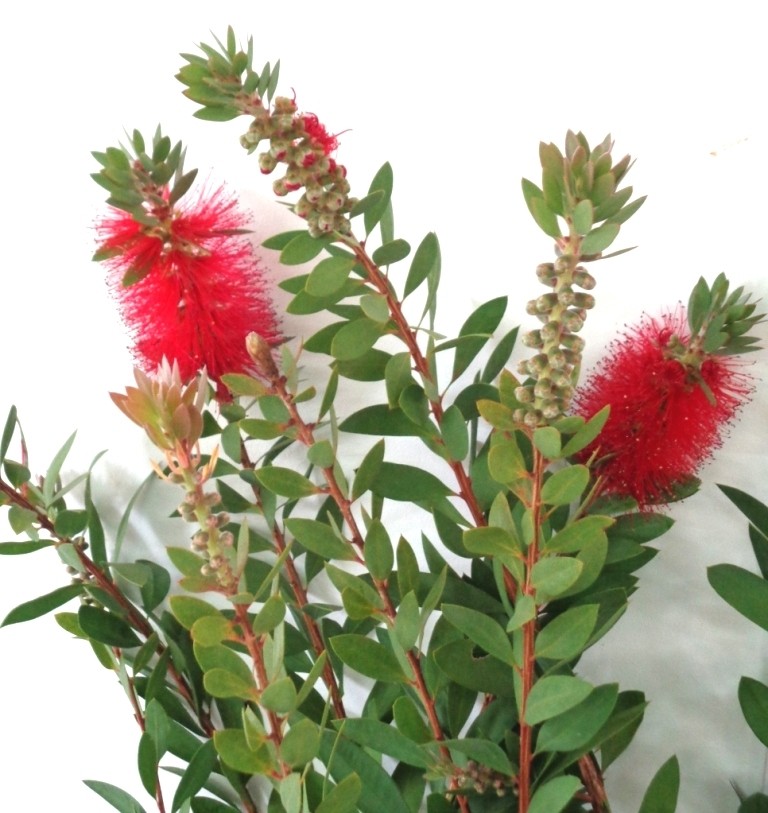Callistemon "Laevis" 7.5L 60/80