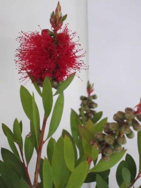 Callistemon "Laevis" 3L 25/30