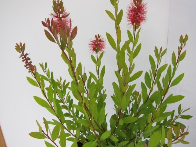 Callistemon "Laevis" 2L 20/25